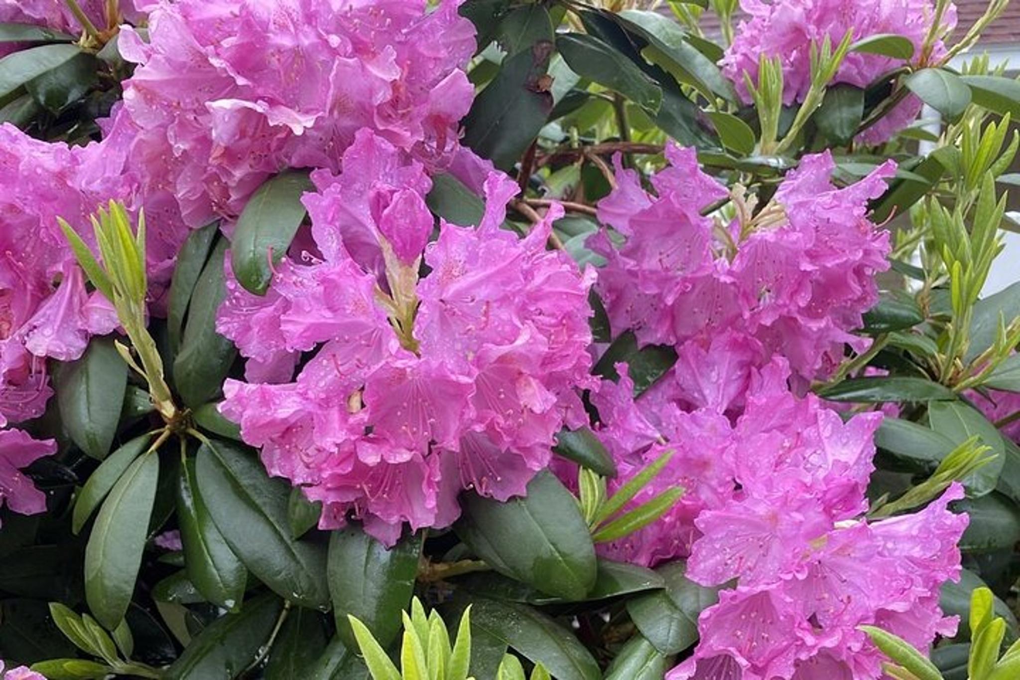 Kennebunkport Garden Stroll - Image 6