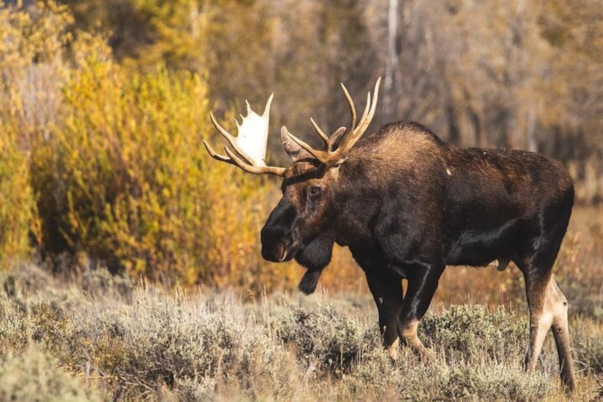 Grand Teton Private Sunset Tour - Image 4
