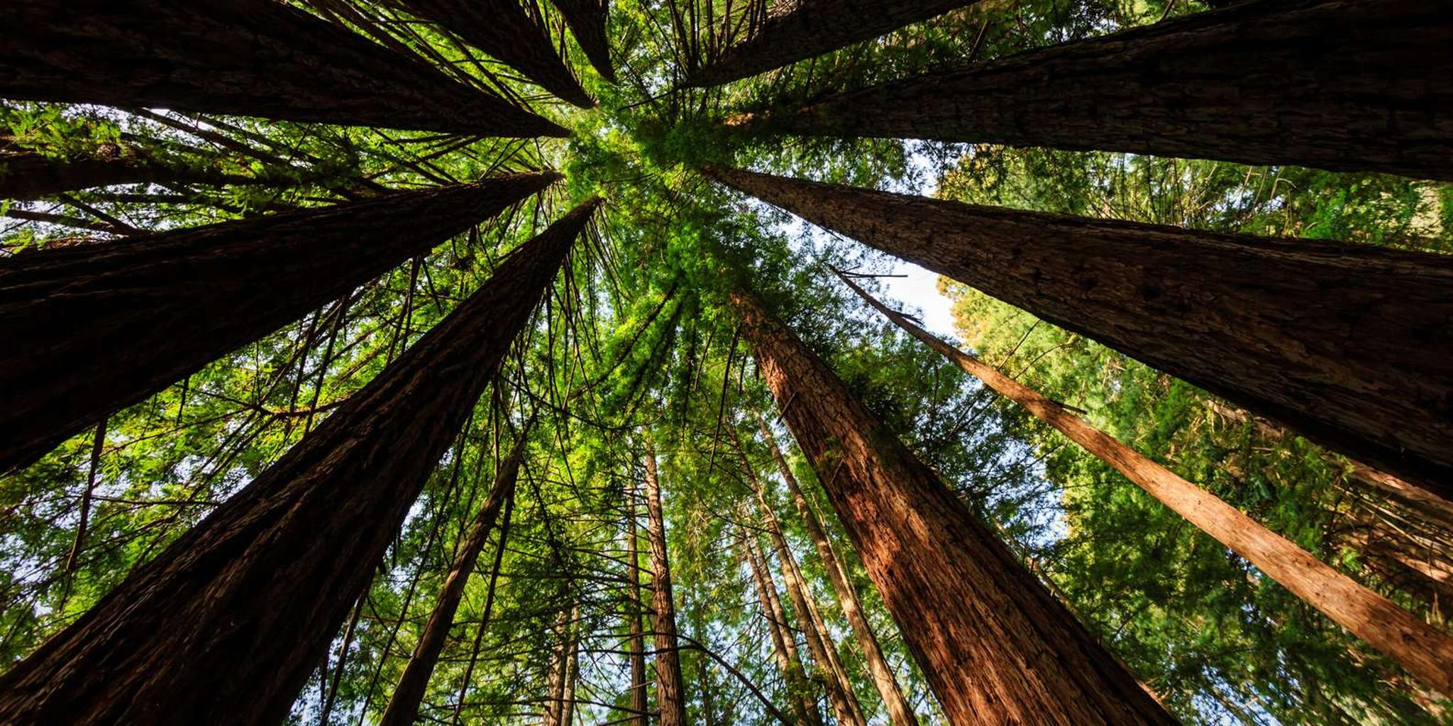 San Francisco Muir Woods and Sausalito Private Tour - Image 4