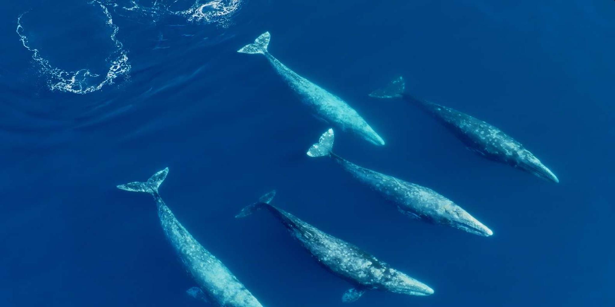 San Diego Whale and Dolphin Watching Speedboat Tour - Image 3