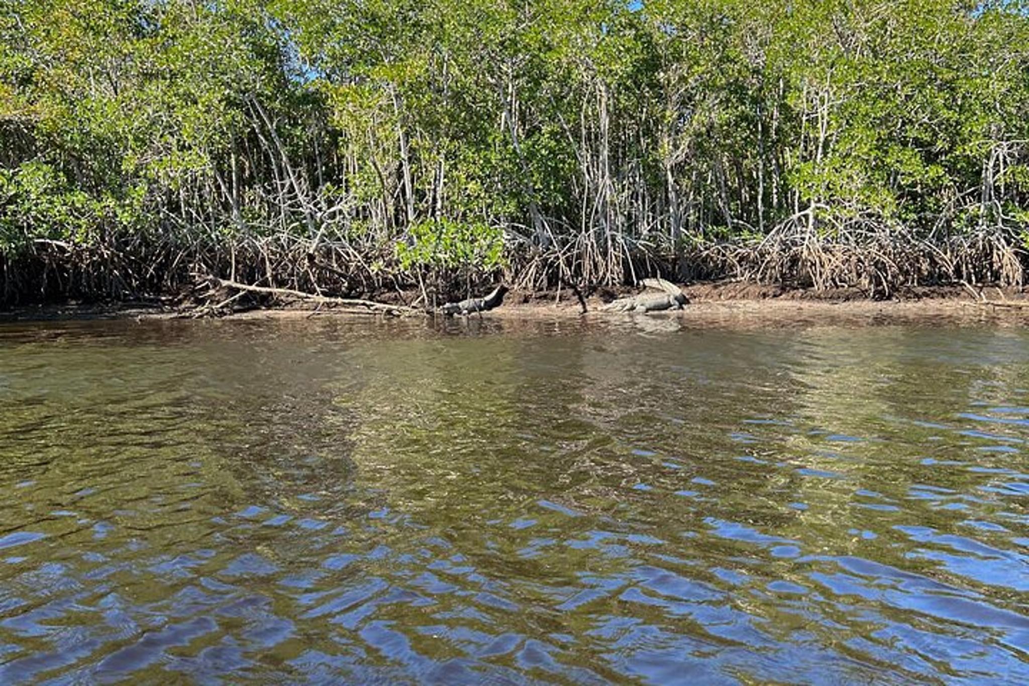Marco Island Kayak Tour with Manatees and Mangroves - Image 6