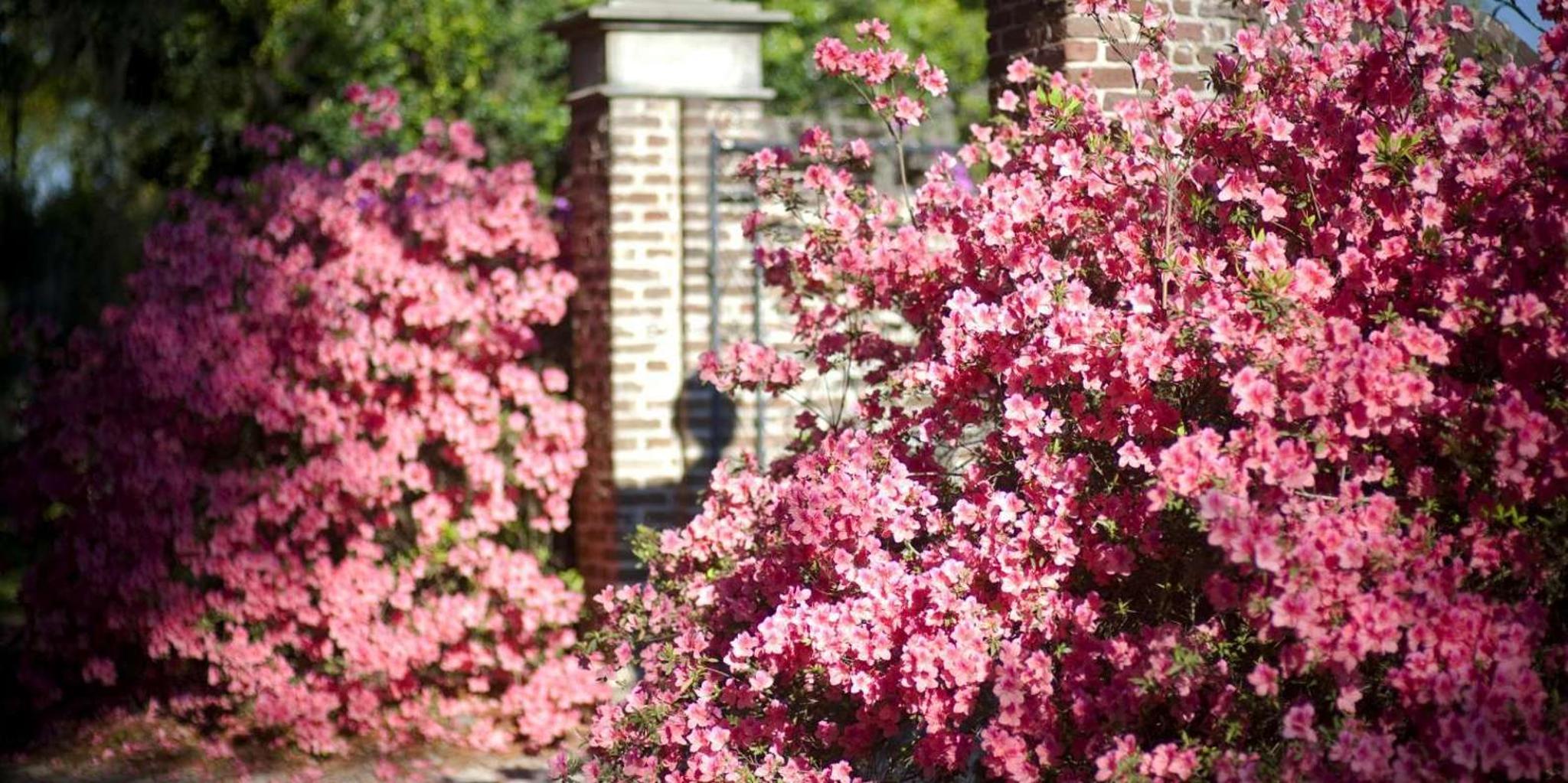 Charleston Boone Hall and Historic City Tour - Image 6