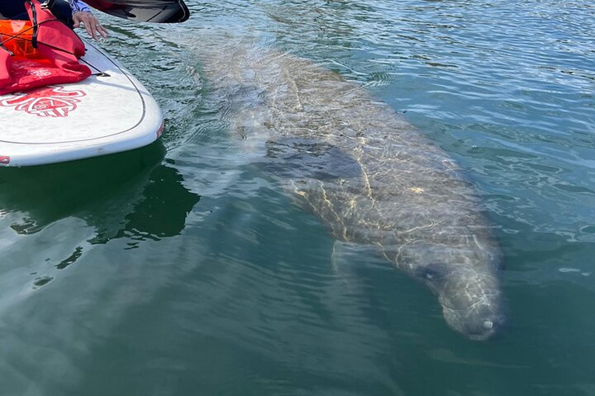 Crystal River Paddle Board Rental with Manatees 3 hr - Image 4
