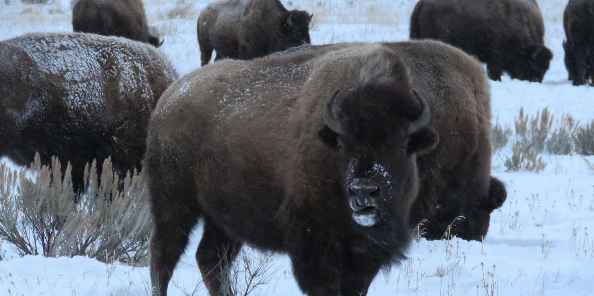 Jackson Hole Wildlife Tour with Sleigh Ride - Image 6