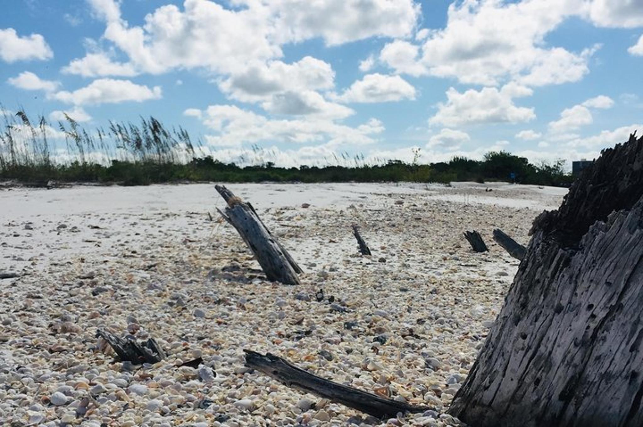 Fort Myers Beach Shelling Tour - Image 4