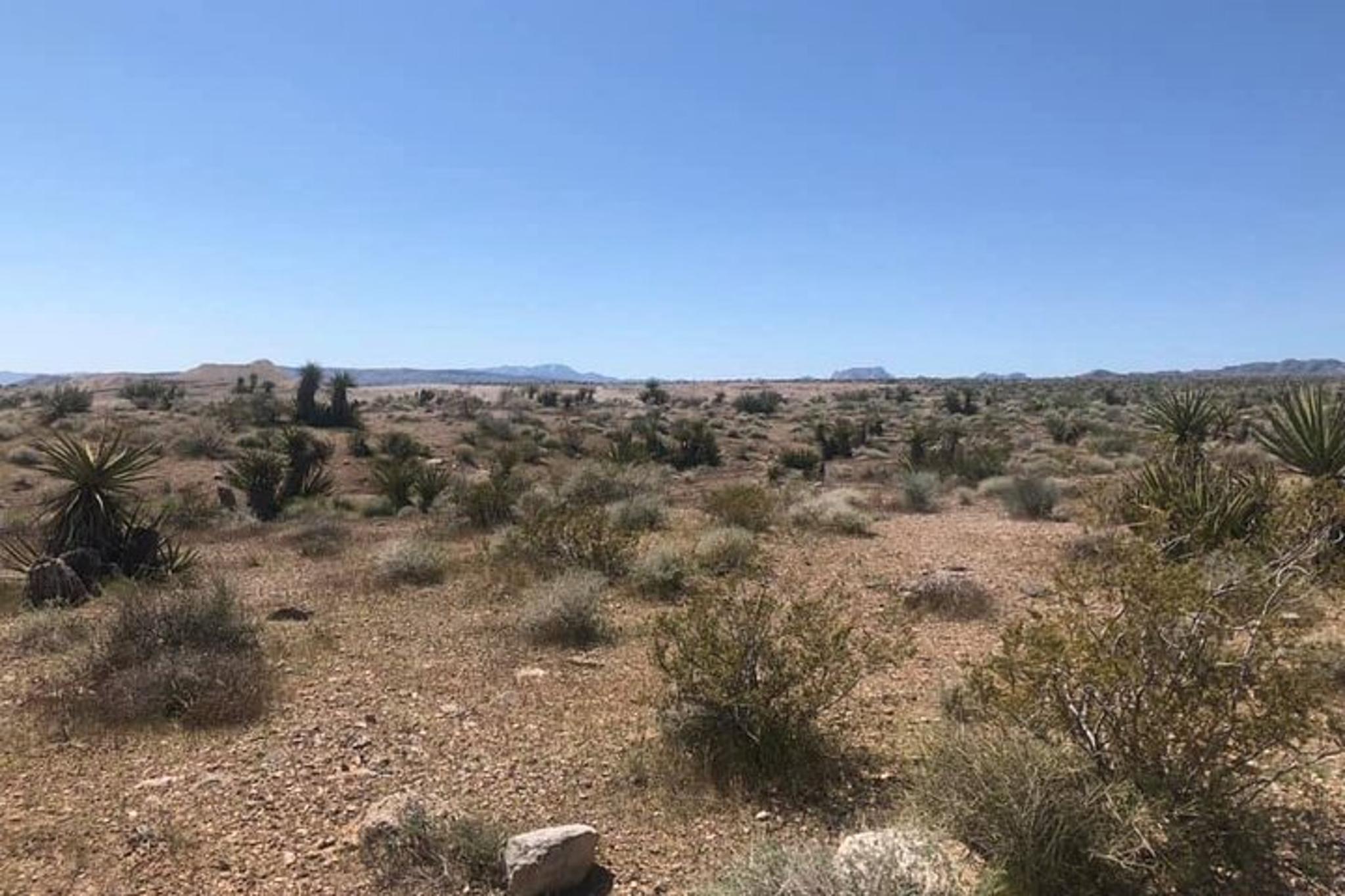 Las Vegas Virtual Scorpion and Black Widow Hunt - Image 4