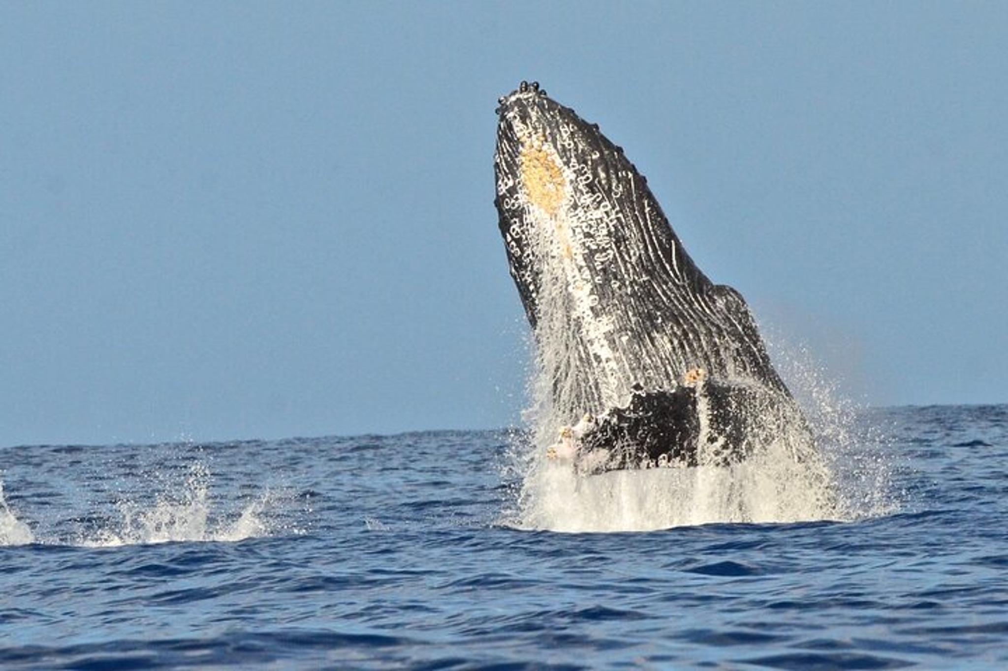 Kaua'i Whale Watching and Snorkeling Adventure - Image 2