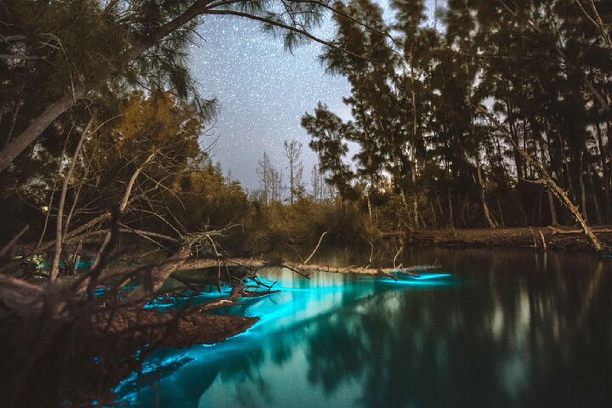 Titusville Bioluminescent Clear Kayak Tour 90 Min