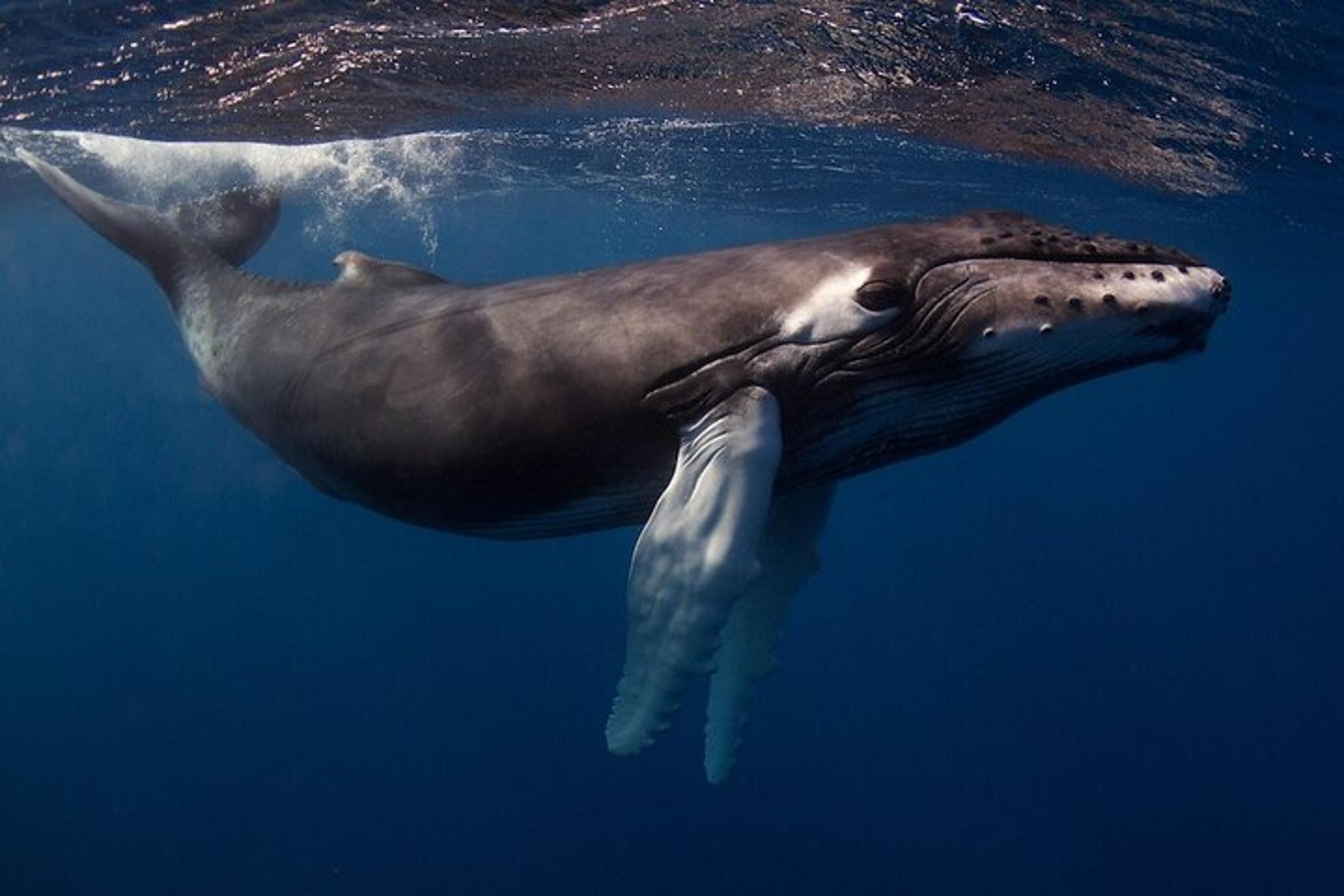 Kauai Scuba Charter for Experienced Divers - Image 4
