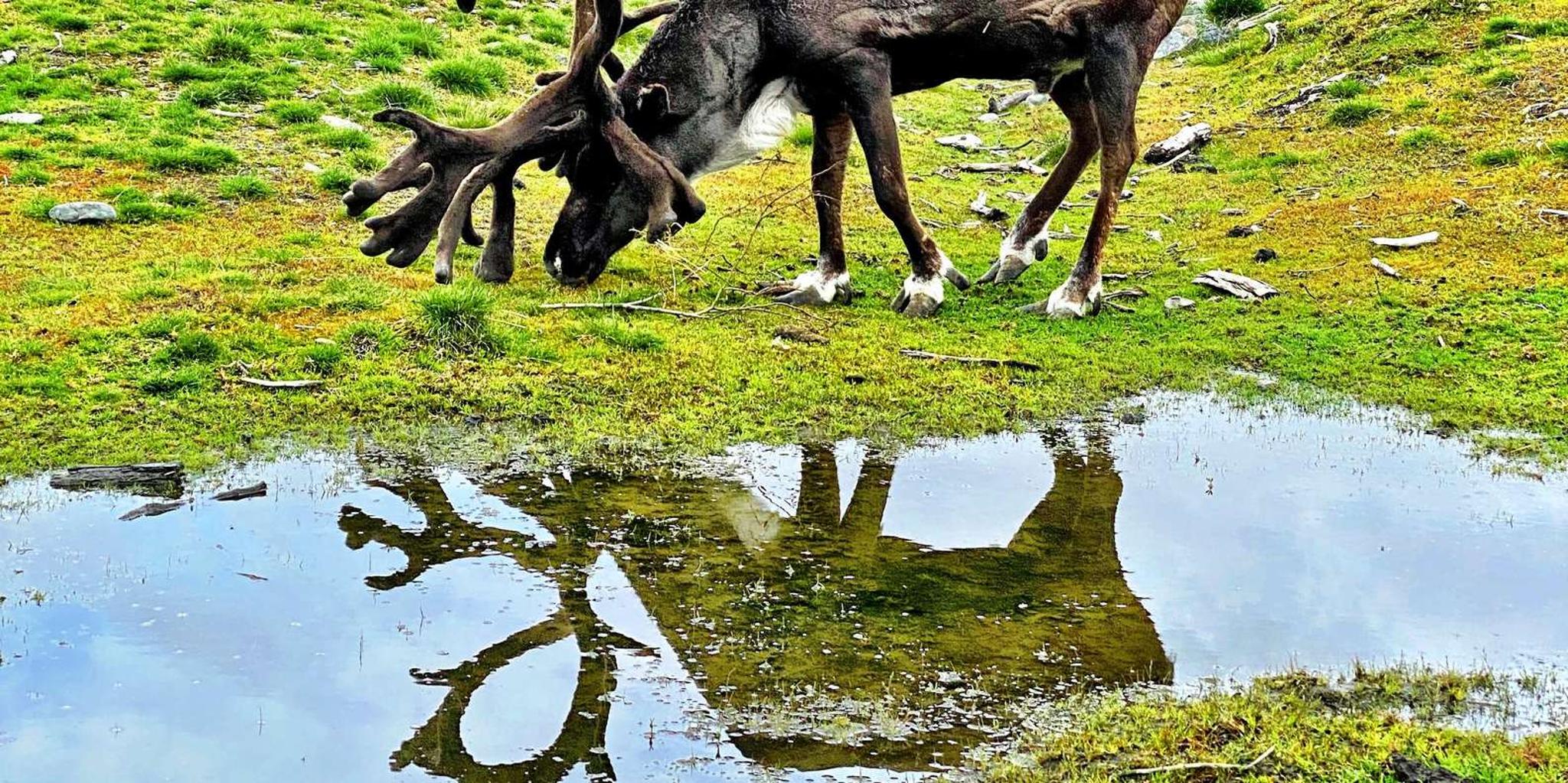 Anchorage Scenic Wildlife Center Tour