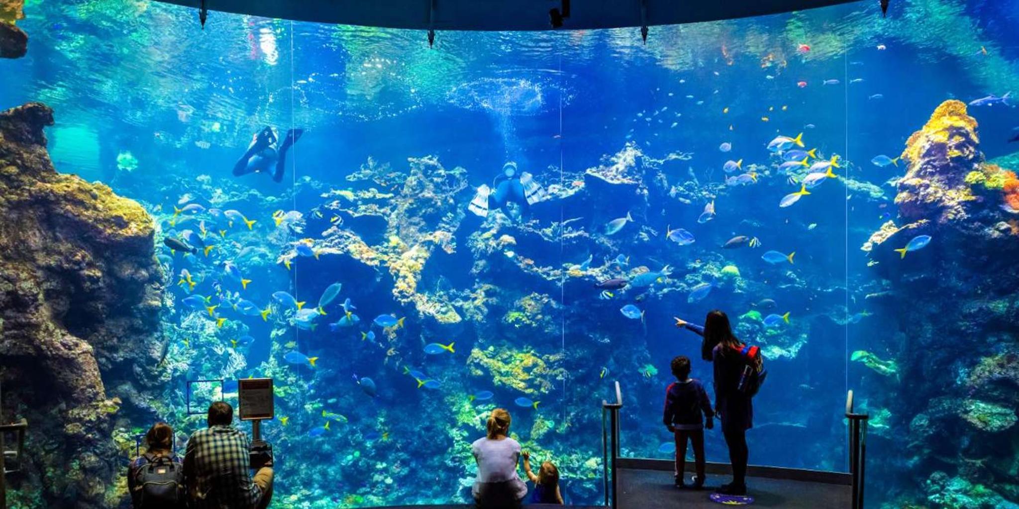 San Francisco California Academy of Sciences Entry Ticket - Image 4