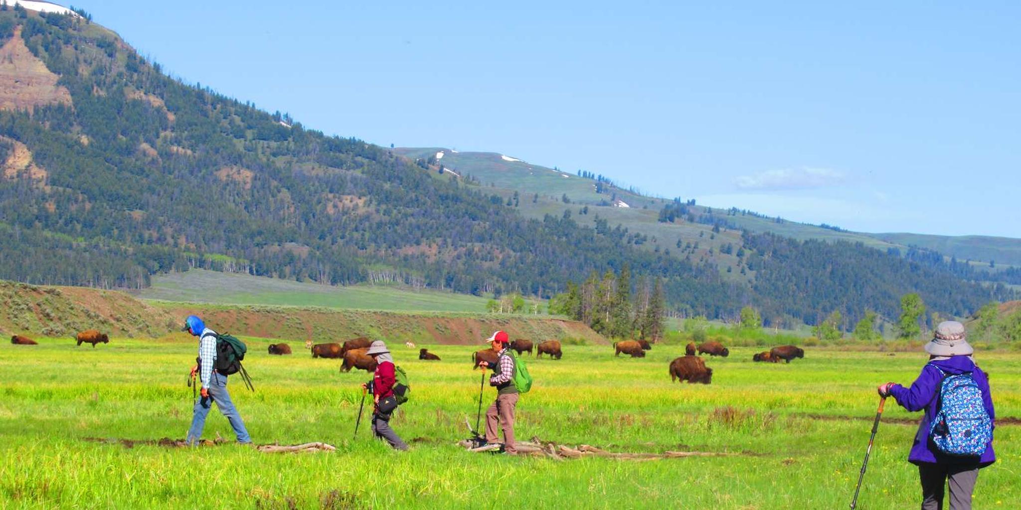 Yellowstone Lamar Valley Safari Hiking Tour - Image 6