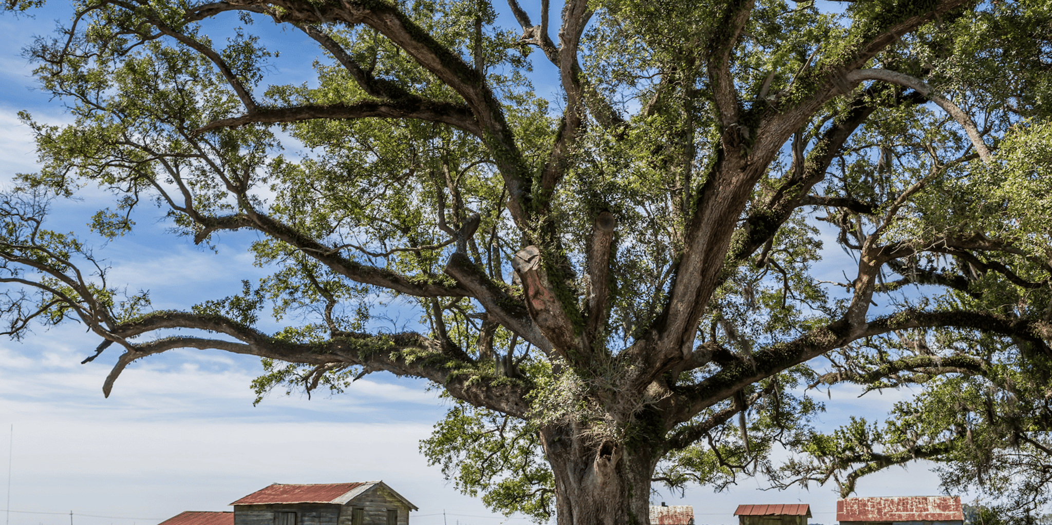 New Orleans Felicity Plantation Guided Tour 1.5 hr - Image 2