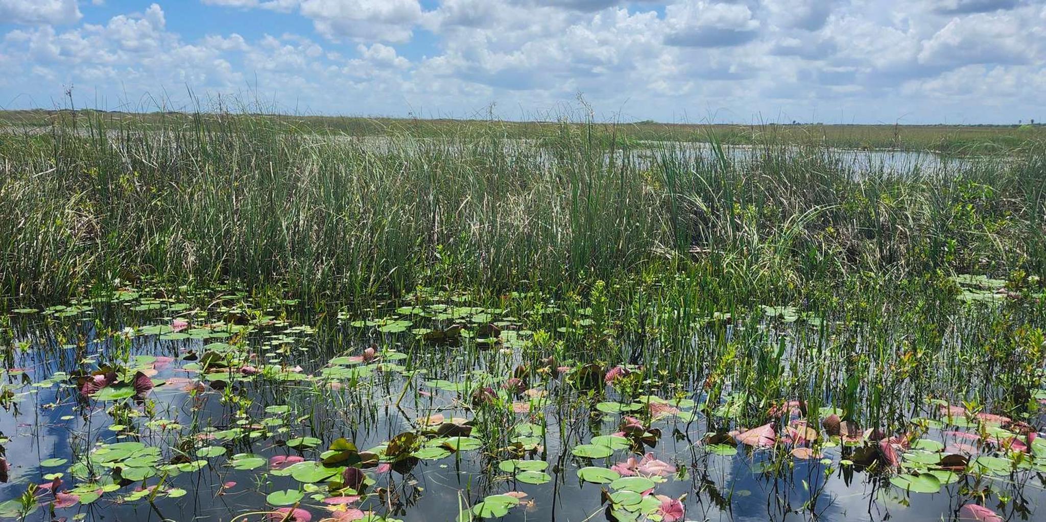 Miami Everglades Airboat Eco Tour - Image 2