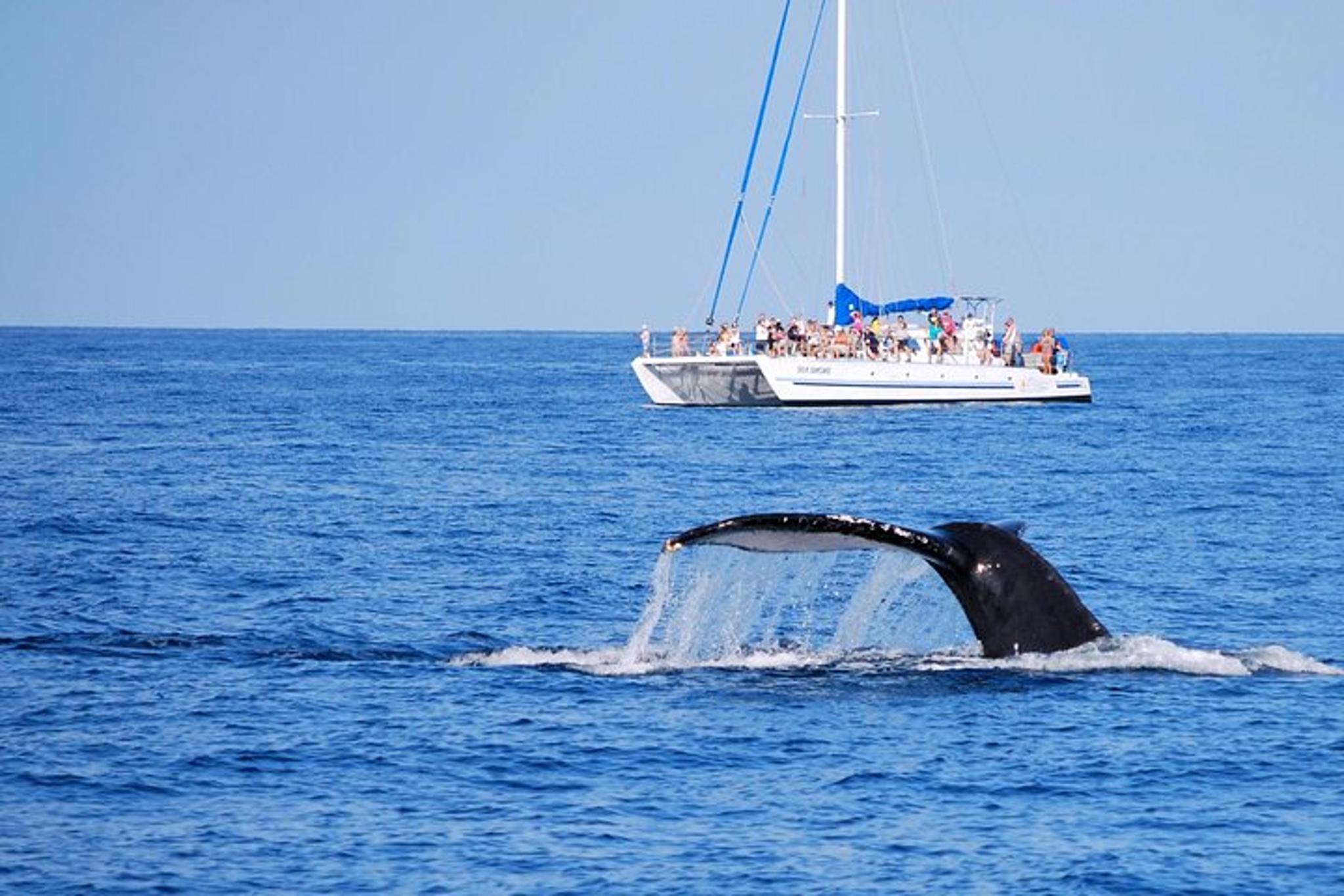 Waikoloa Whale Watching Cruise - Image 2