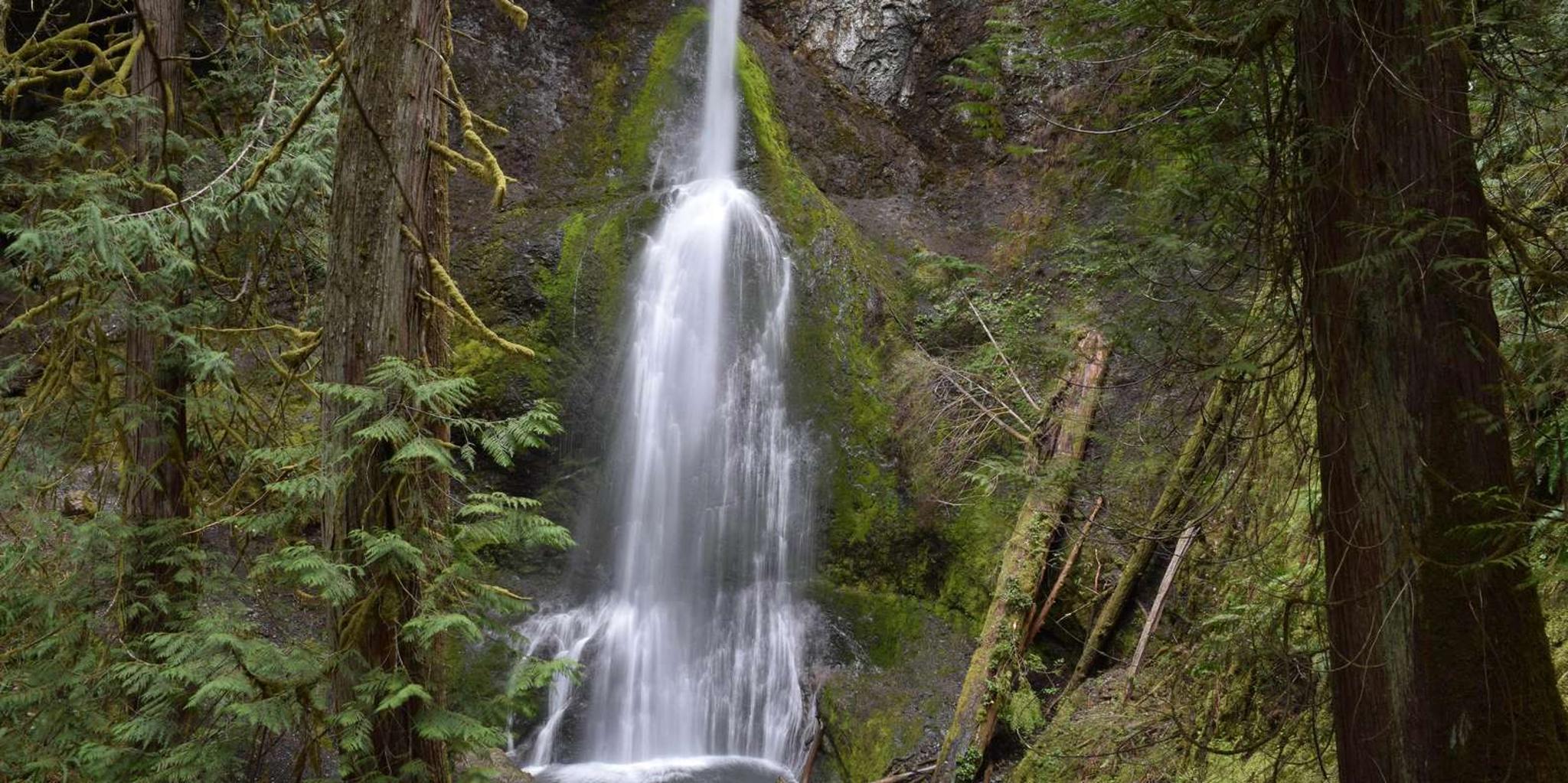 Olympic National Park Half-Day Tour - Image 4