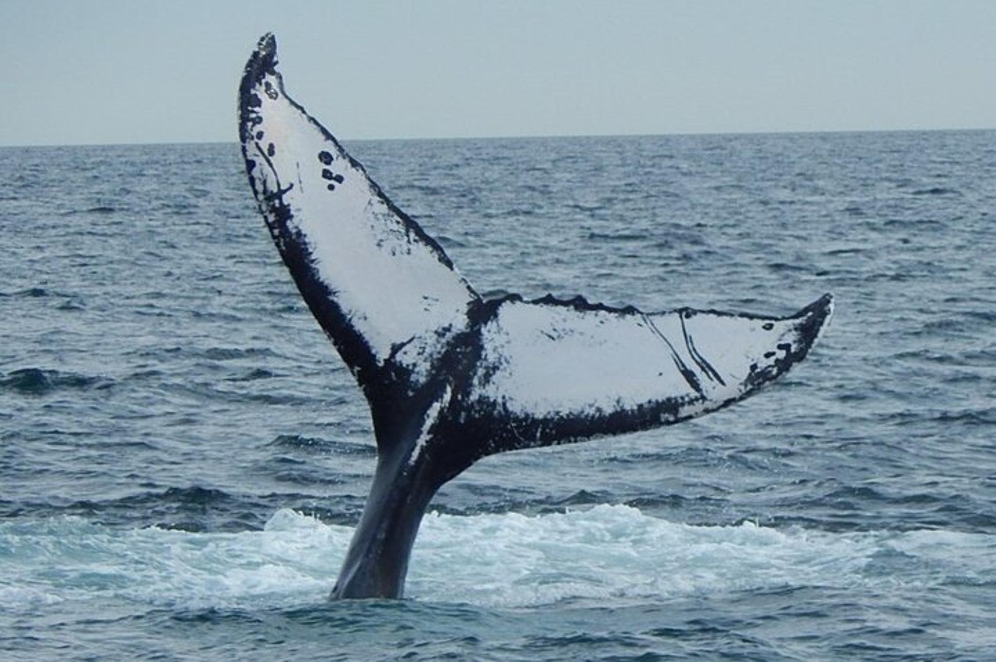 Gloucester Whale Watching Tour - Image 6