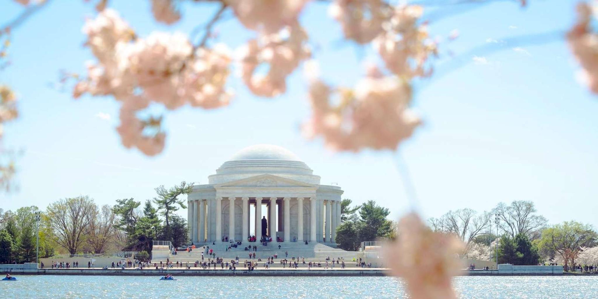 Washington DC Cherry Blossoms Bus Tour - Image 2