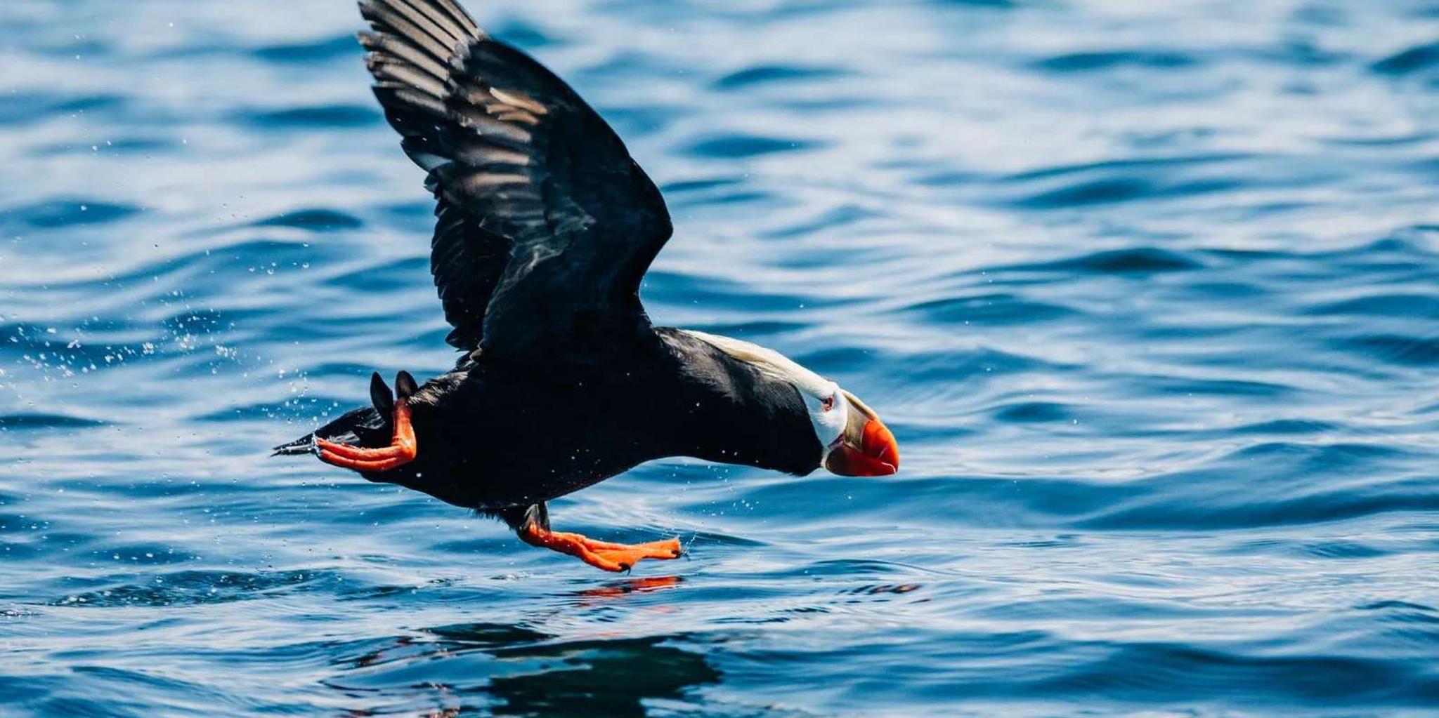 Sitka Whale Watching Tour with Naturalist - Image 5