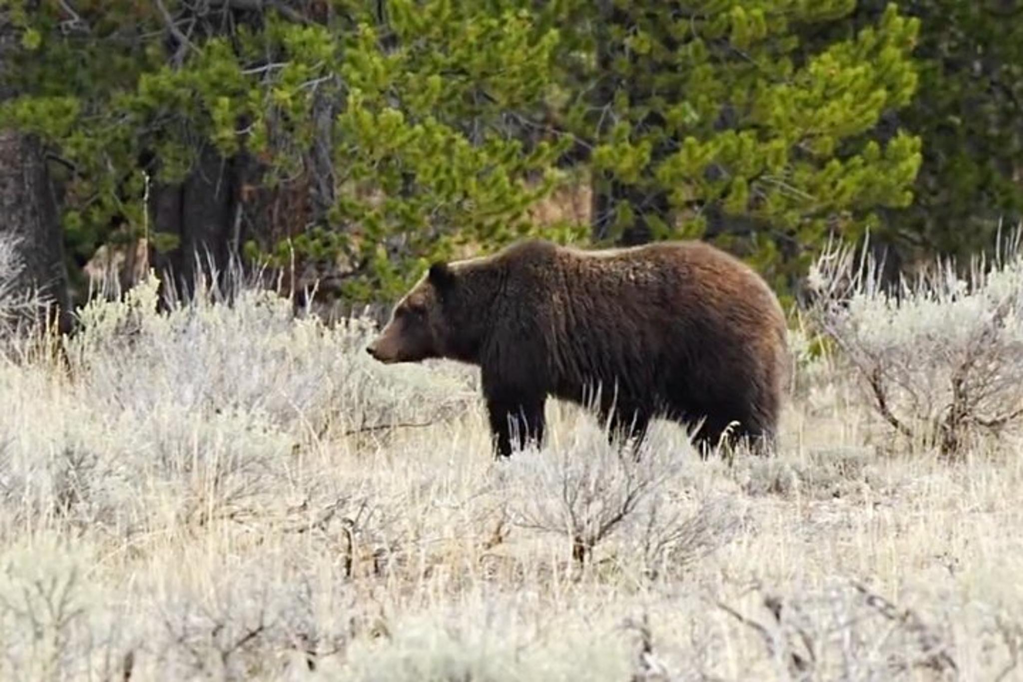 Cody Yellowstone Wildlife Safari - Image 2