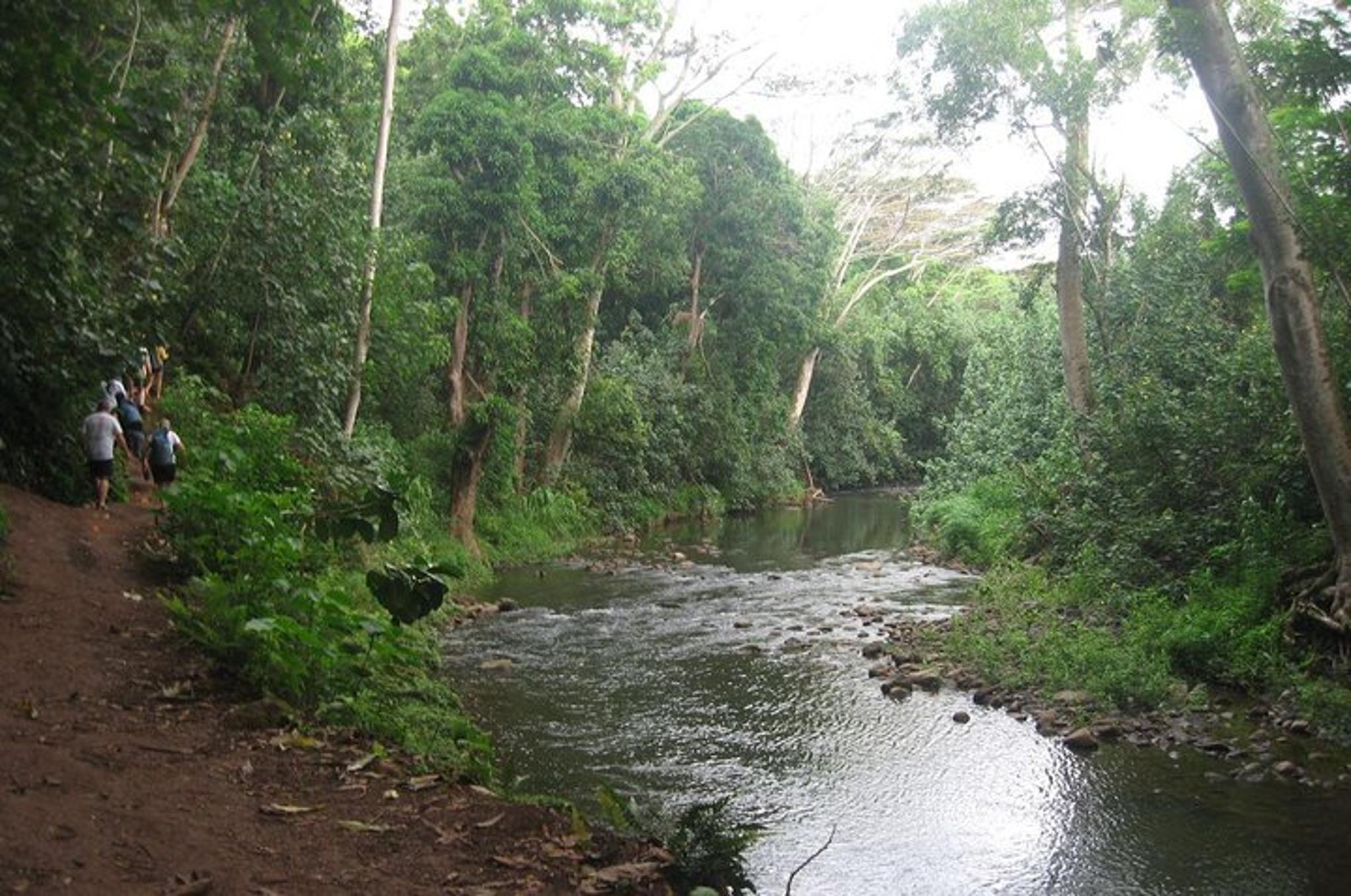 Kauai Kayak and Hike to Secret Falls - Image 3