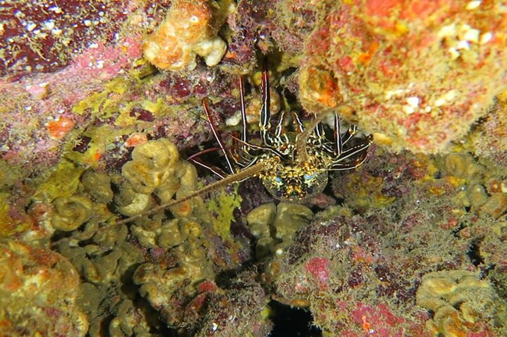 Hilo Tropical Reef Boat Dive - Image 6