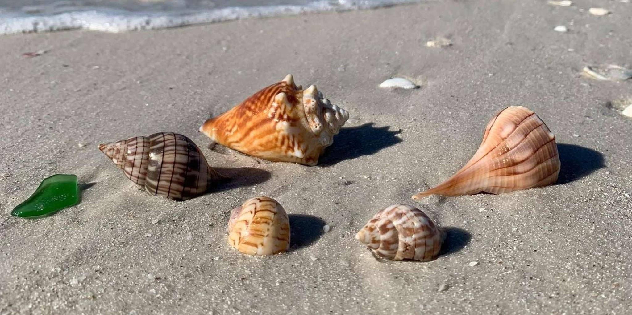 Naples Dolphin Watch and Shelling Cruise - Image 2