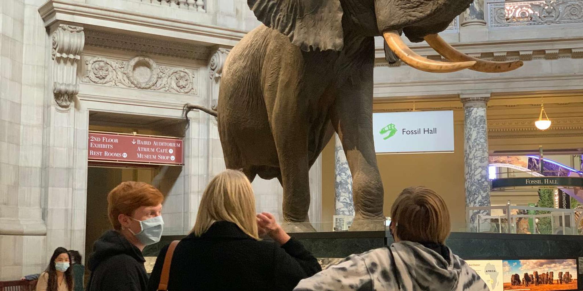 Washington DC Smithsonian Museum of Natural History Tour 2 hr - Image 5