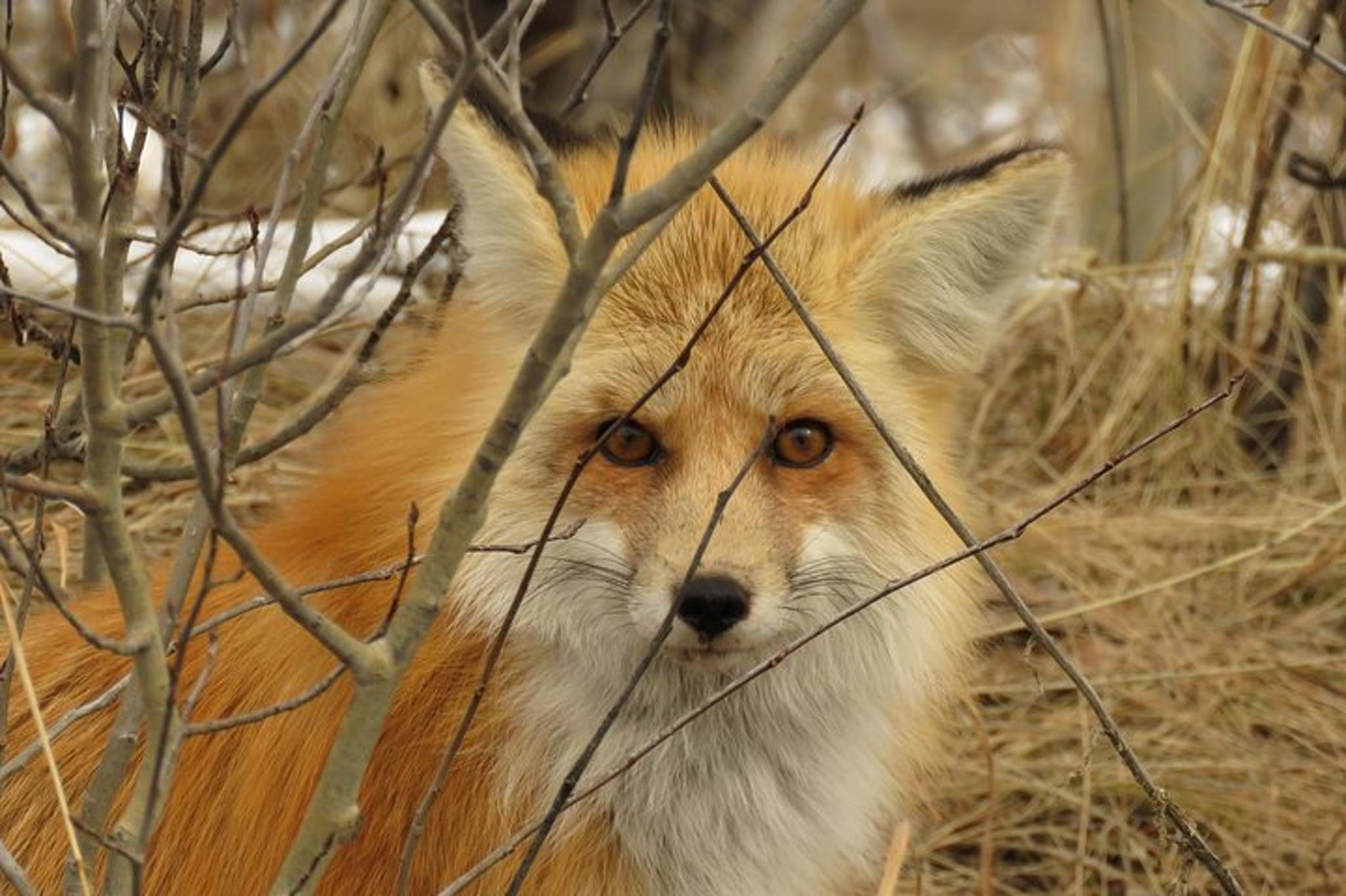 Jackson Hole Wildlife Safari - Image 6
