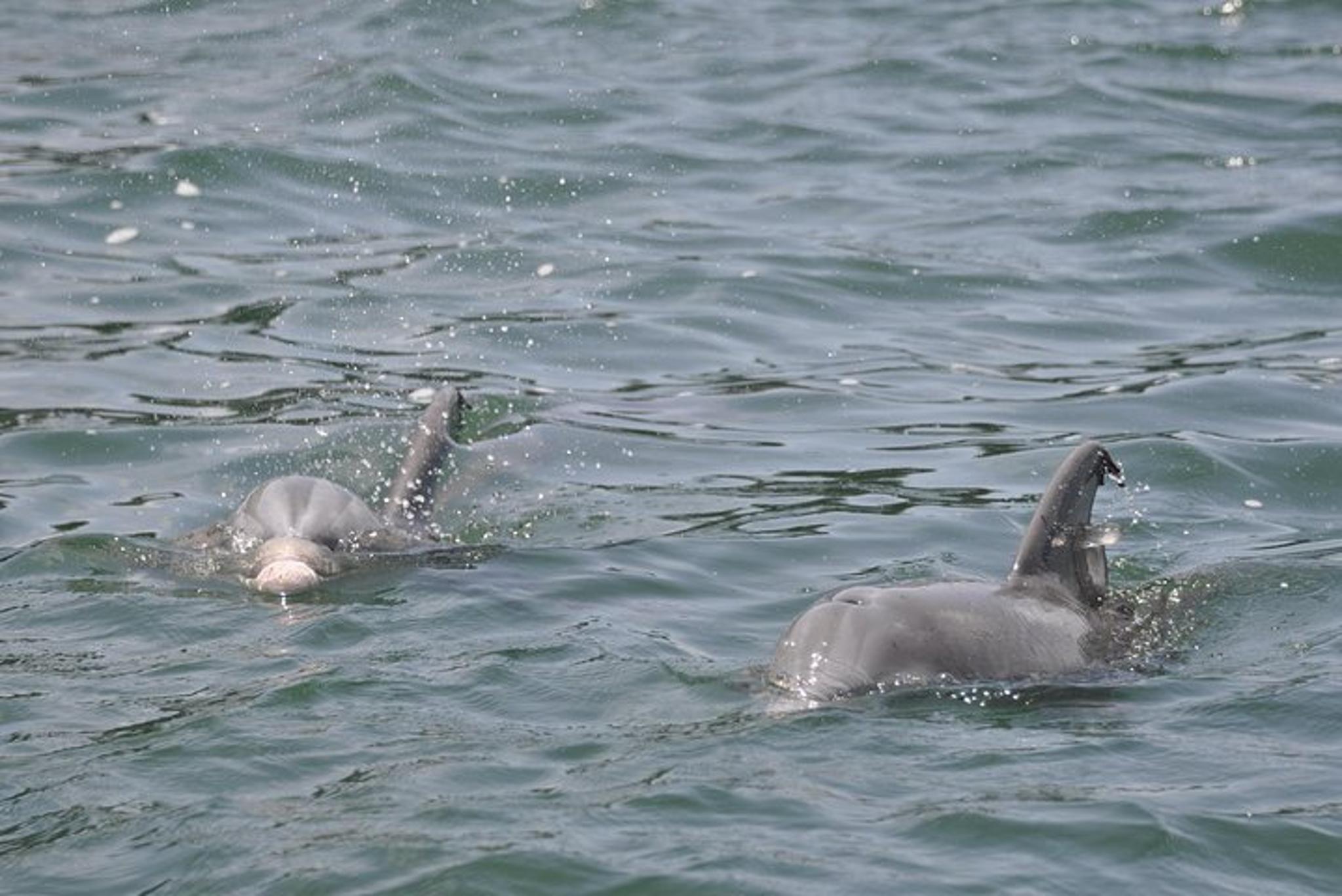 Destin Dolphin-Watching Speedboat Cruise - Image 2