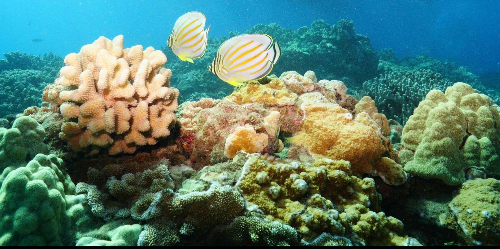 Maui Snorkel Tour to Coral Gardens 3.5 hr - Image 2