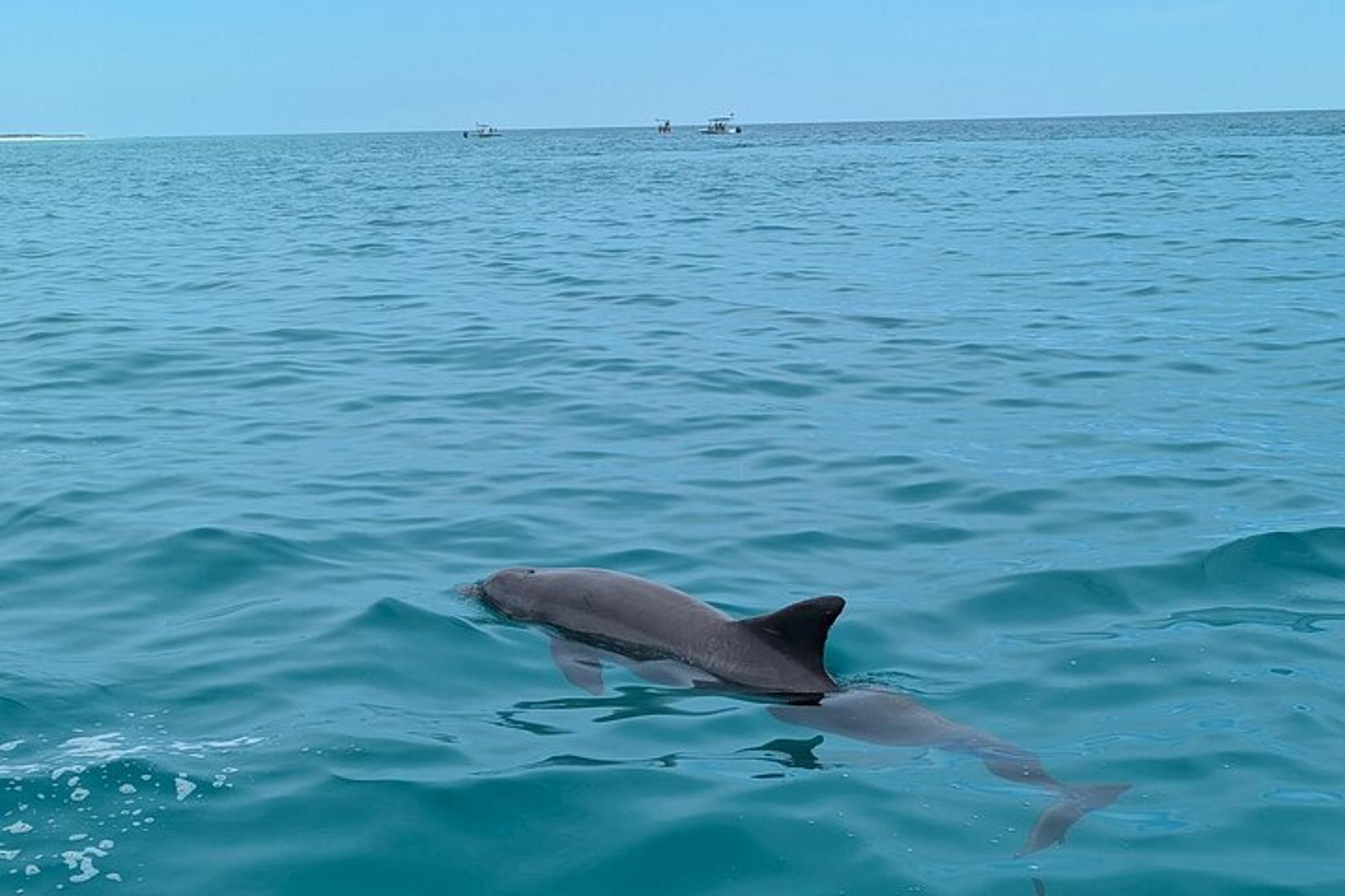 Panama City Dolphin Sightseeing Adventure - Image 3