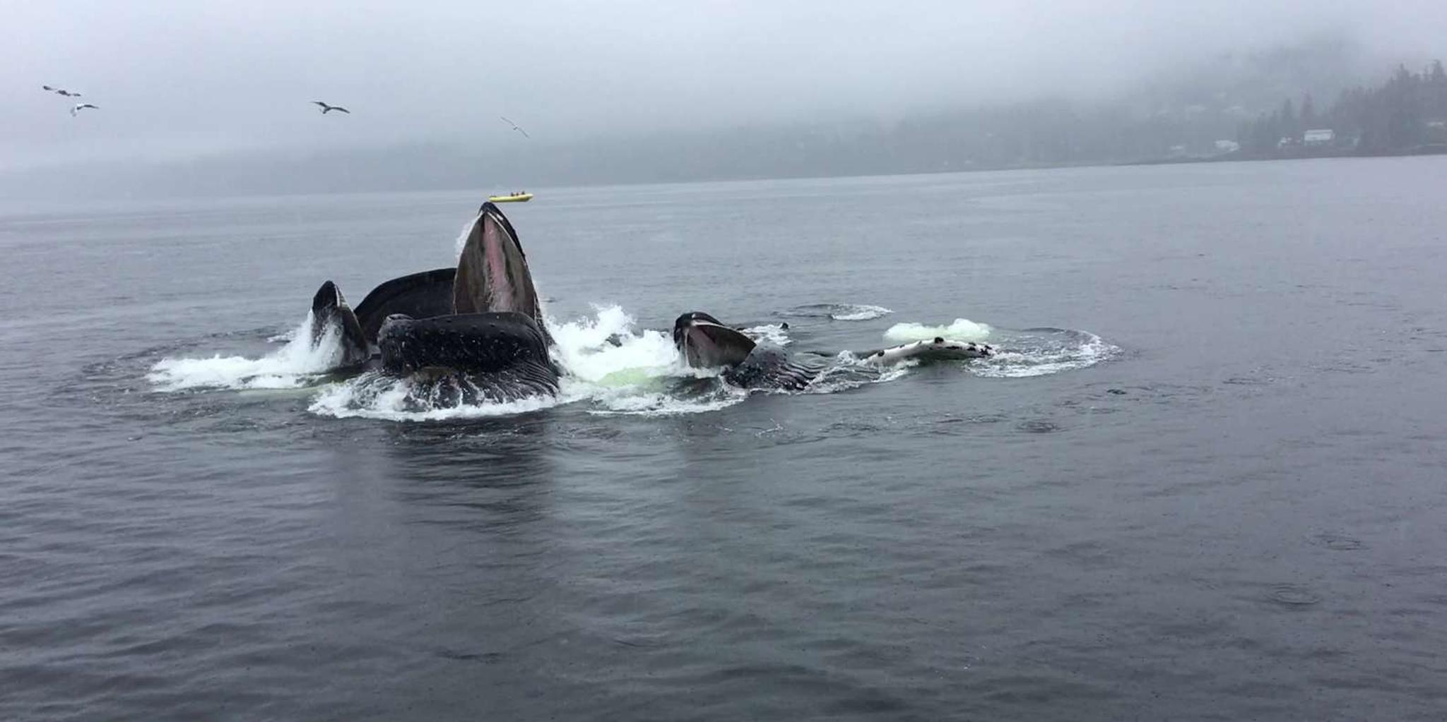 Ketchikan Marine Wildlife and Whale Watching Boat Tour - Image 2
