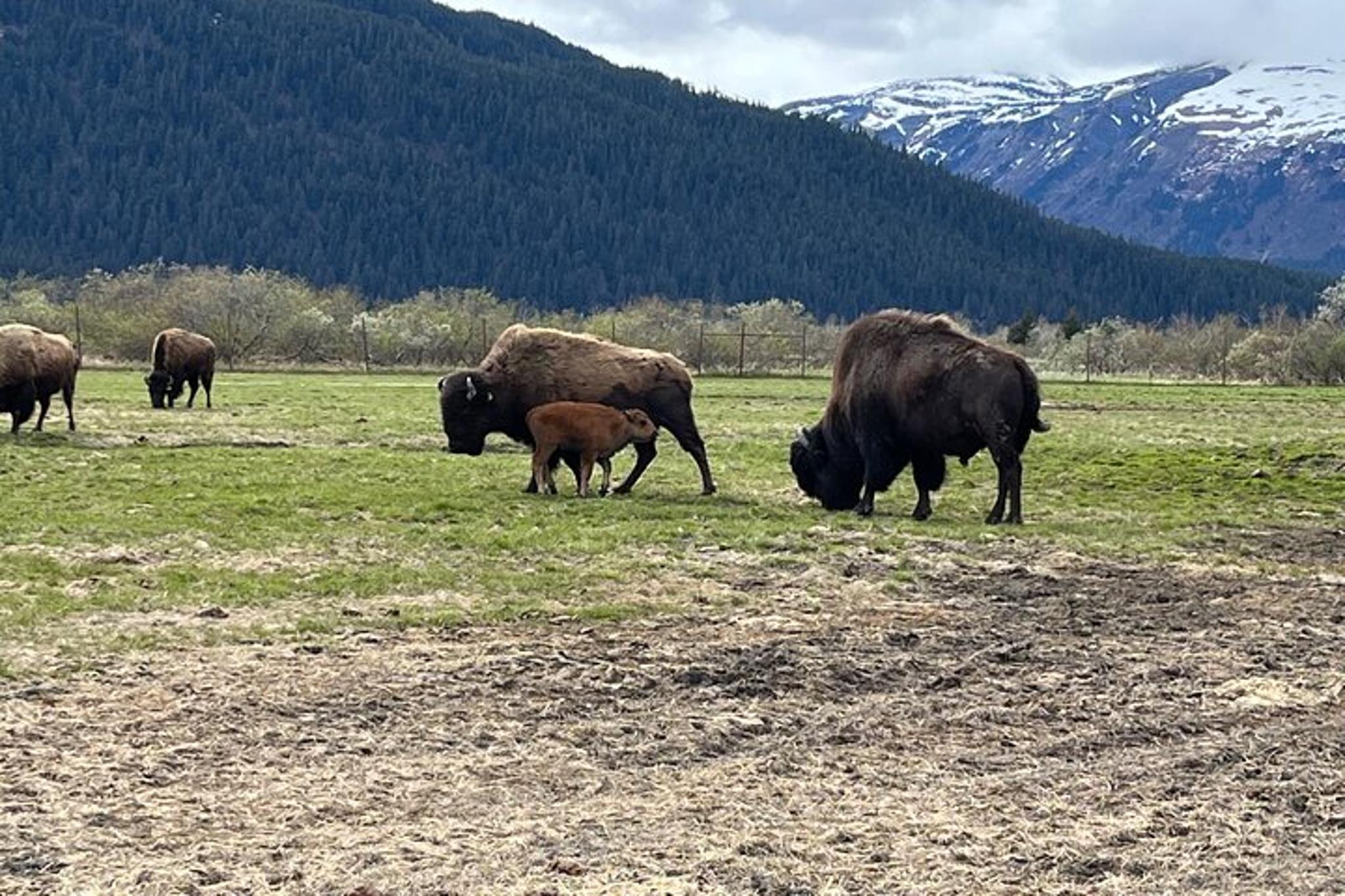 Anchorage Summer Wildlife Tour - Image 6