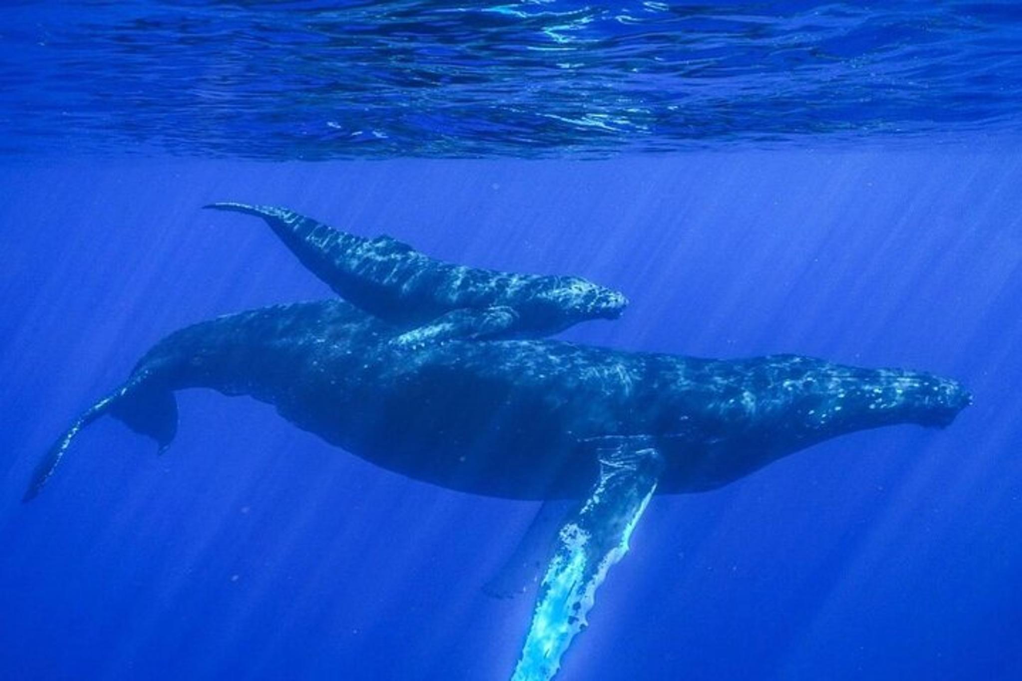 Kailua-Kona Whale Watching Tour - Image 4
