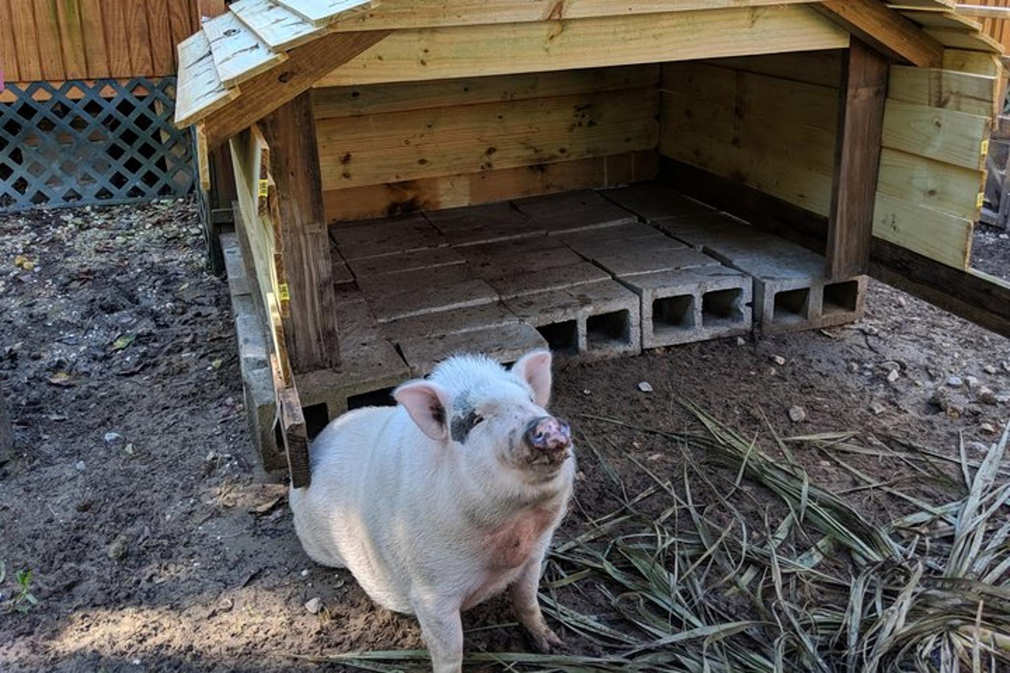 New Orleans Swamp and Bayou Tour 90 Min - Image 6