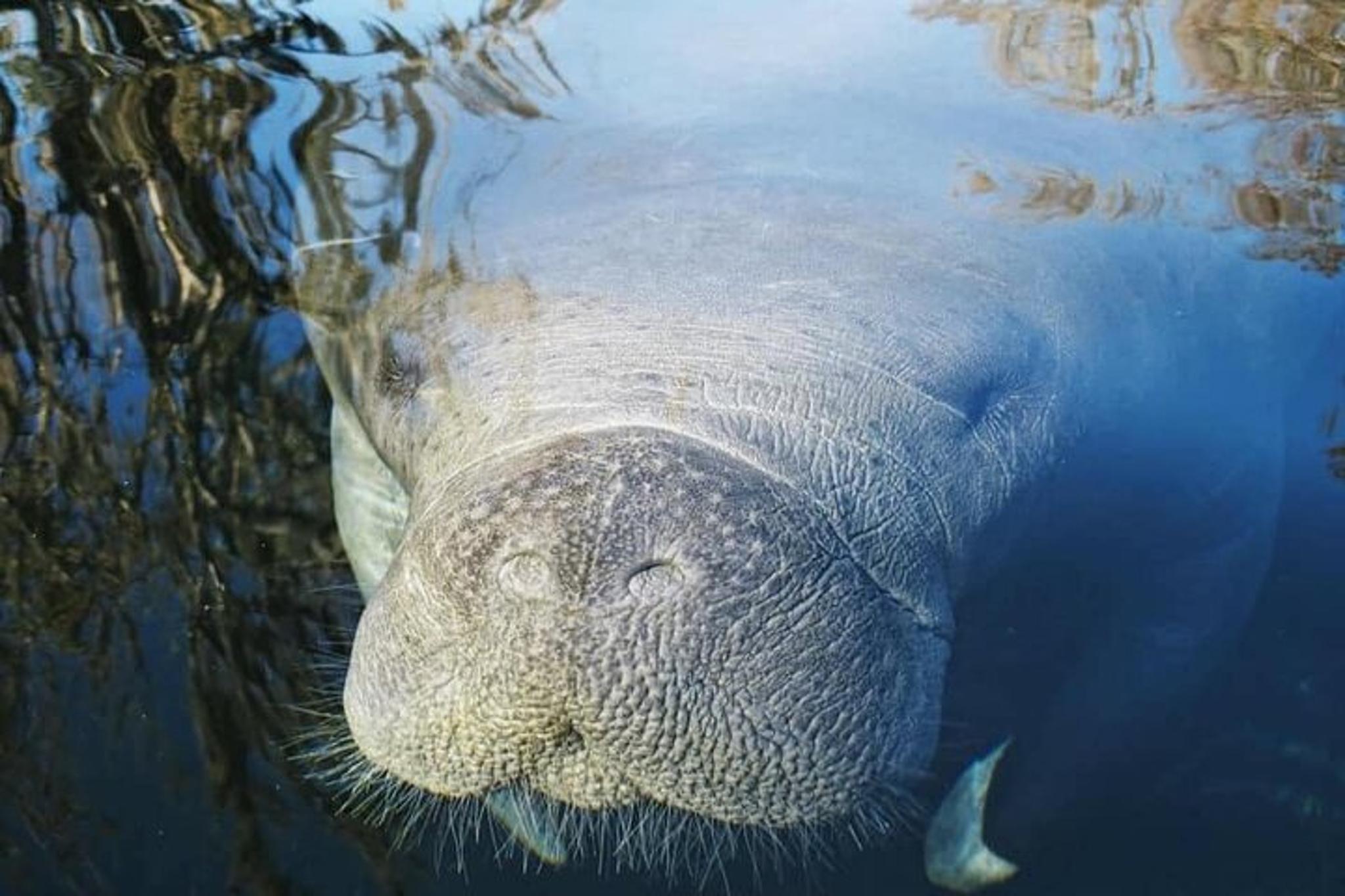 Siesta Key Eco Tour - Image 5