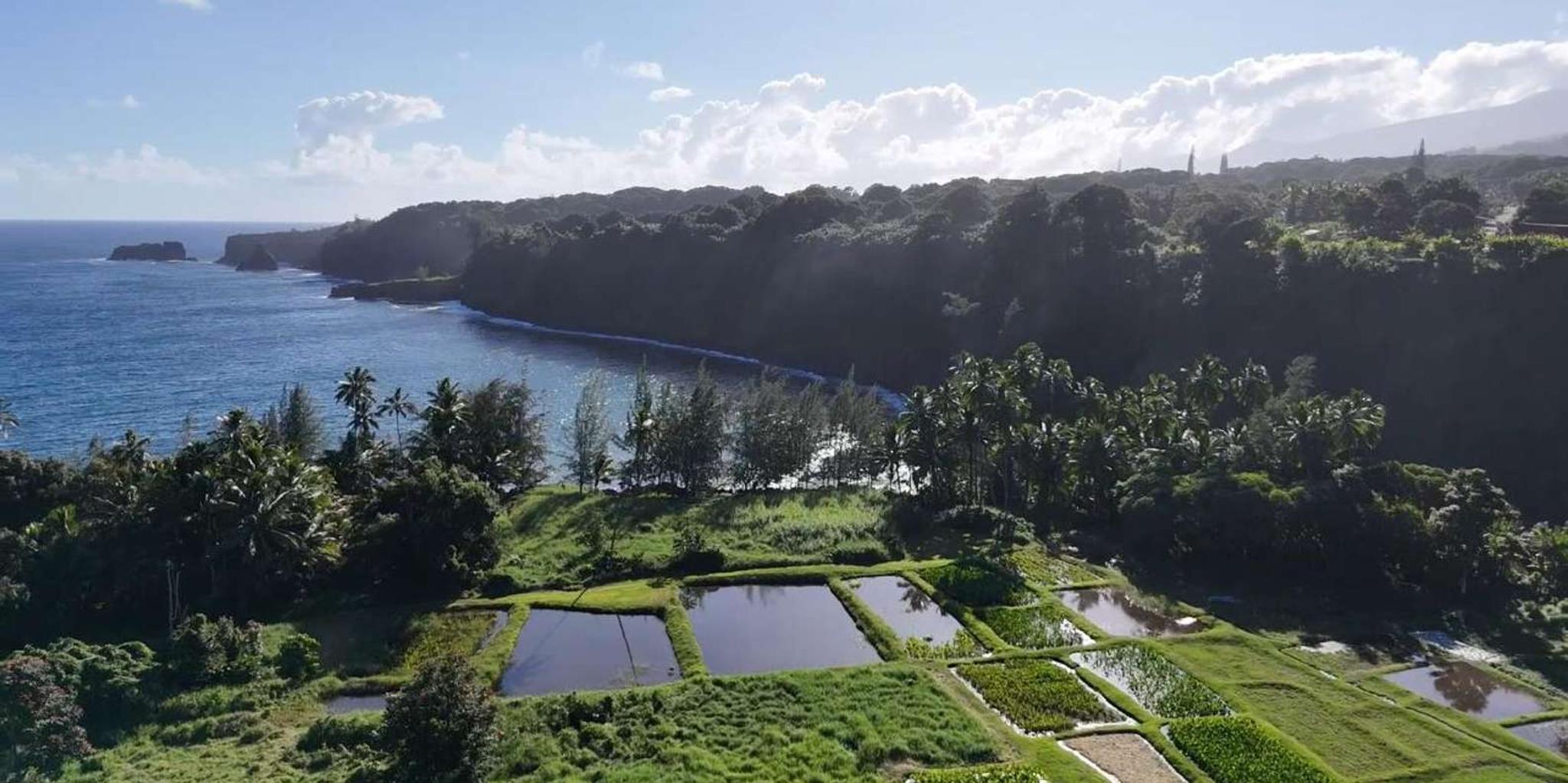 Maui Road to Hana Waterfalls Tour - Image 2