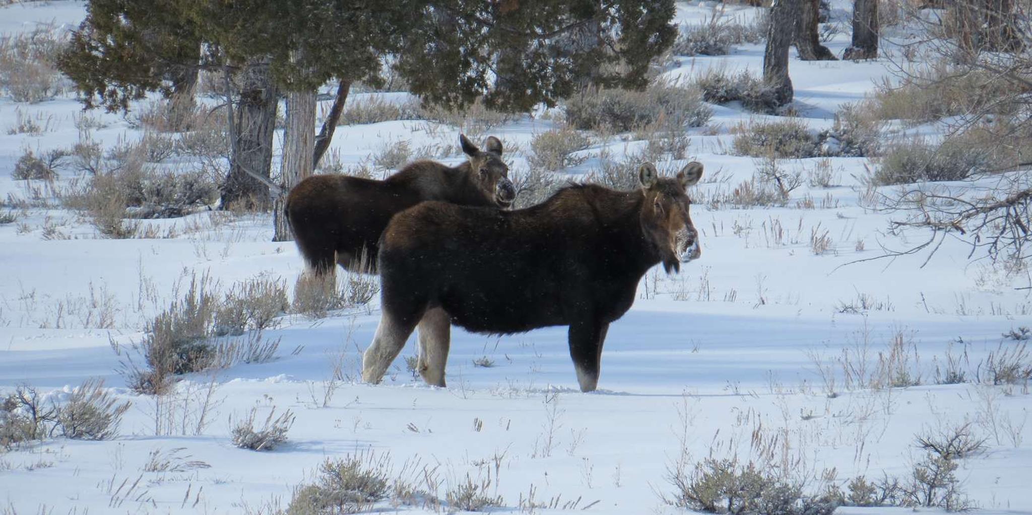 Jackson Hole Wildlife Tour with Sleigh Ride - Image 5