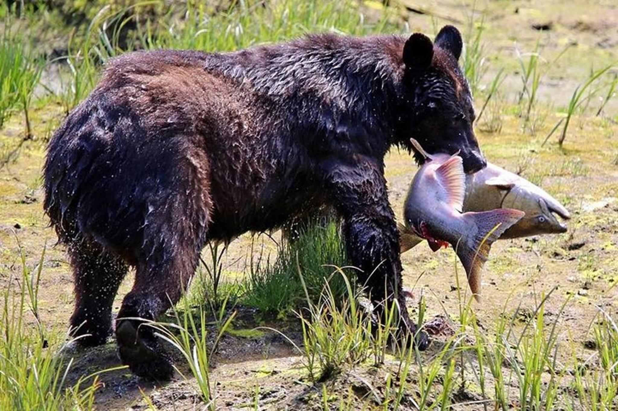 Ketchikan All In One Tour - Image 1