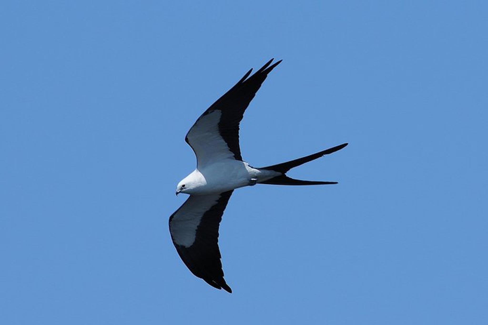 Marco Island Dolphin, Birding, and Shelling Tour 2 hr - Image 3