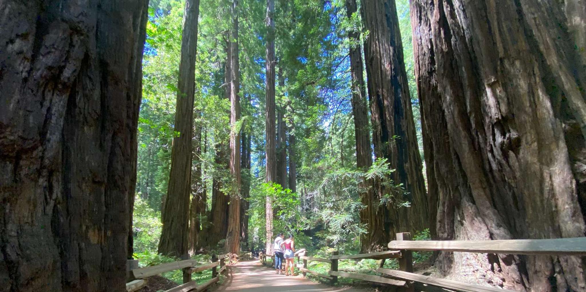 San Francisco Muir Woods and Sausalito Private Tour 3.5 hr - Image 5