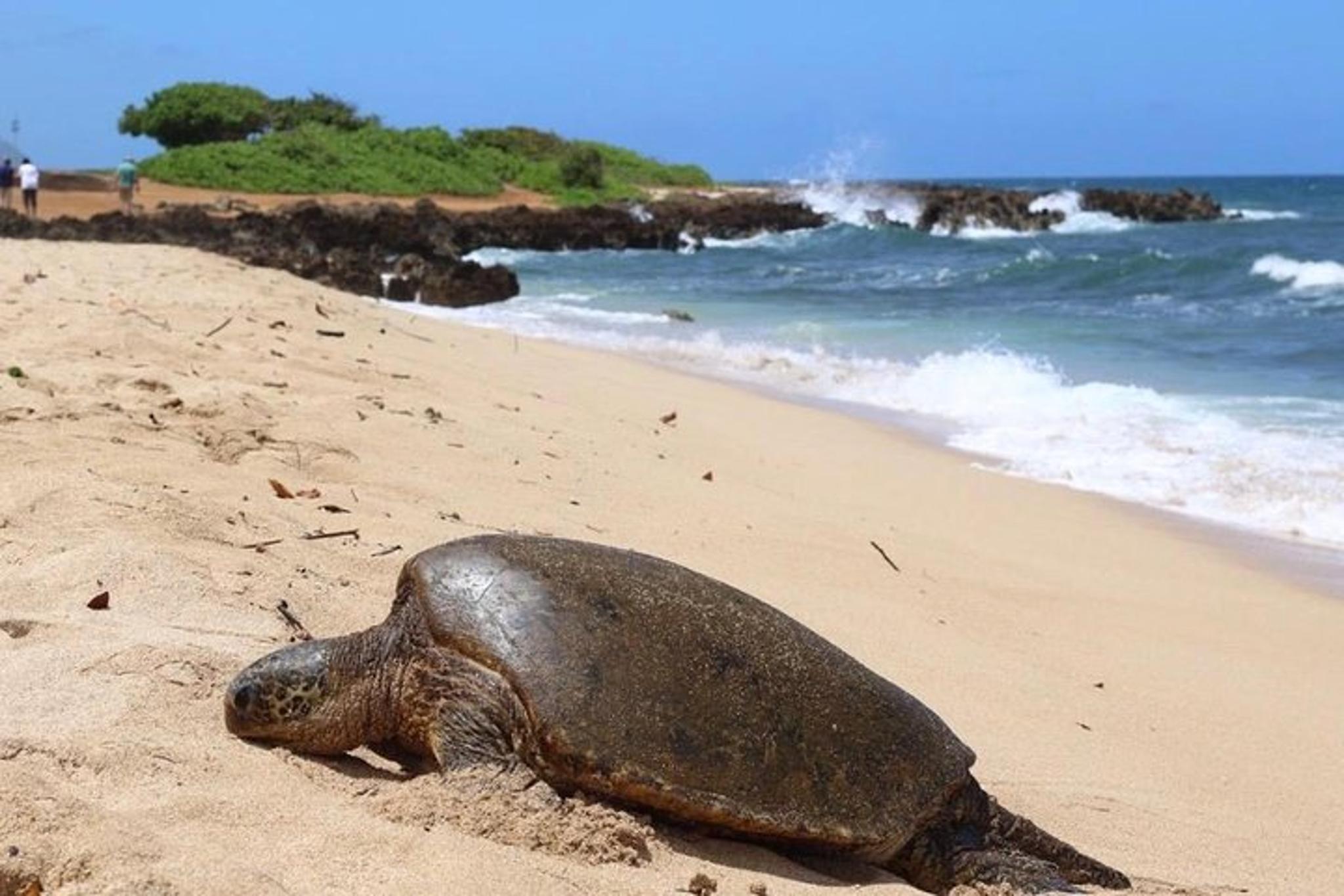 Punaluu Surf Lesson - Image 6