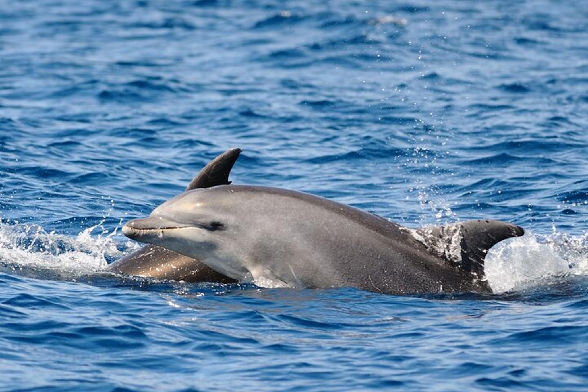 Anna Maria Island Dolphin Sightseeing Adventure - Image 2