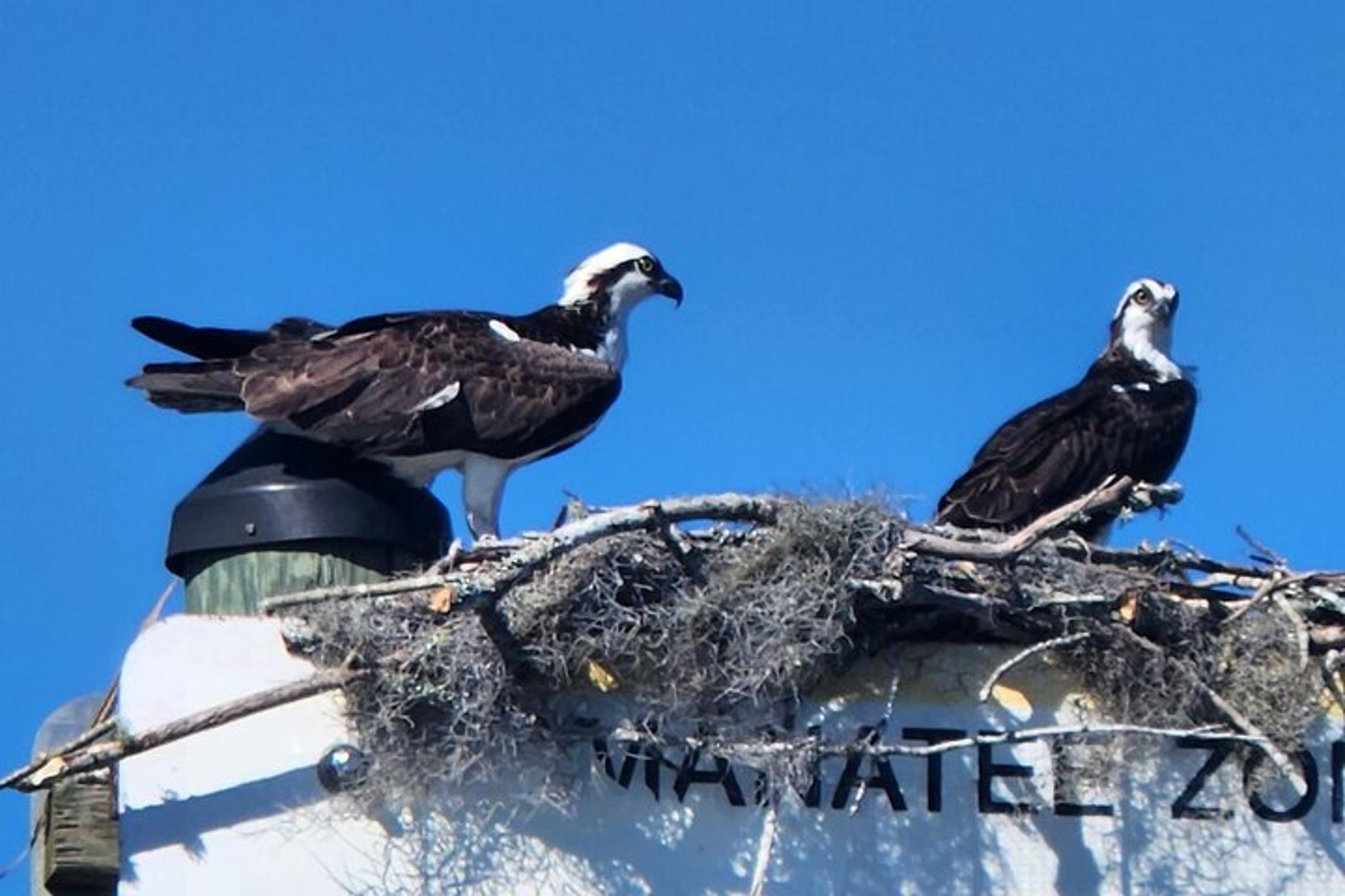Crystal River Ecological Boat Tour - Image 5