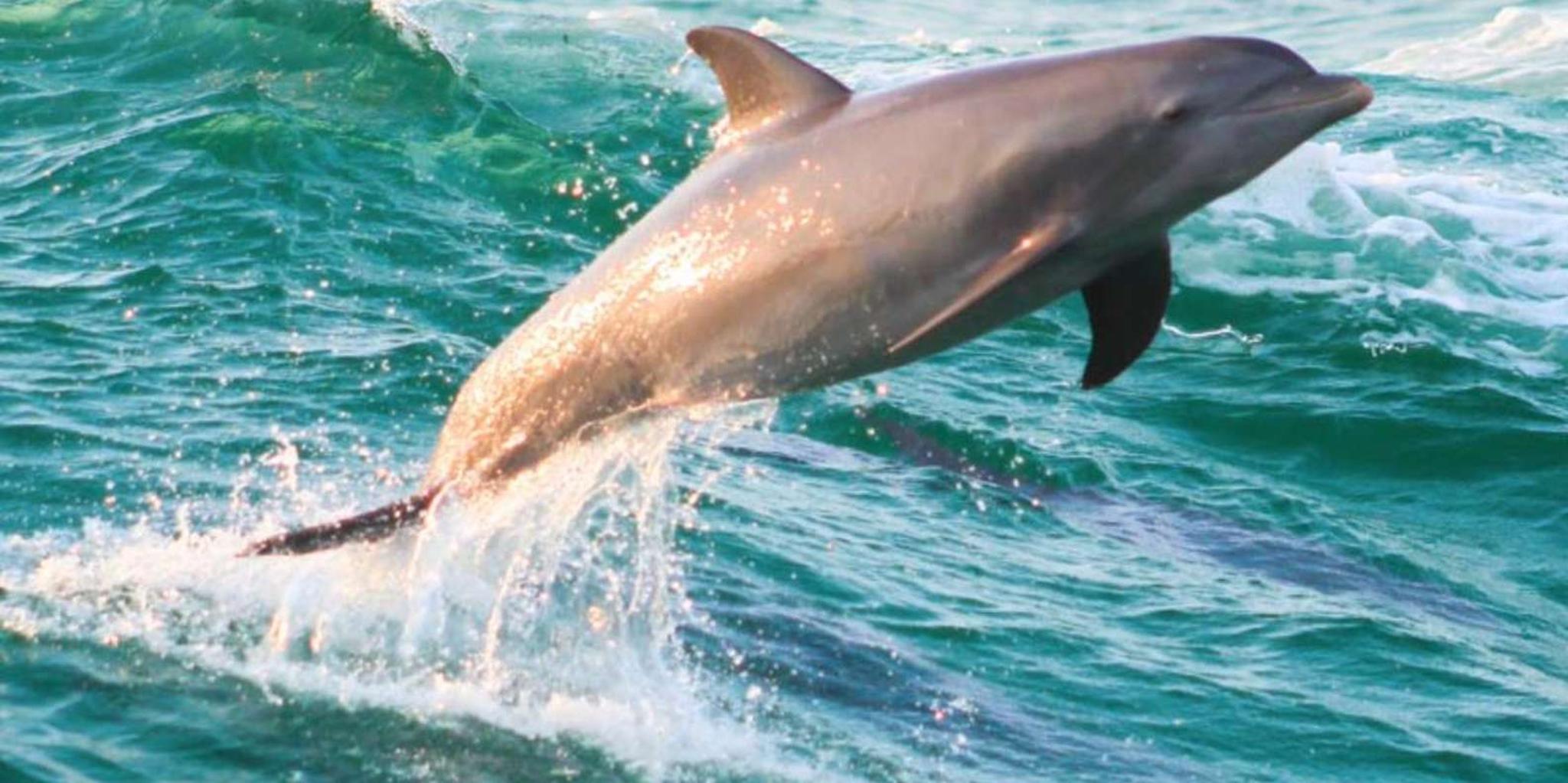 Panama City Dolphin Watching and Snorkeling Tour - Image 4