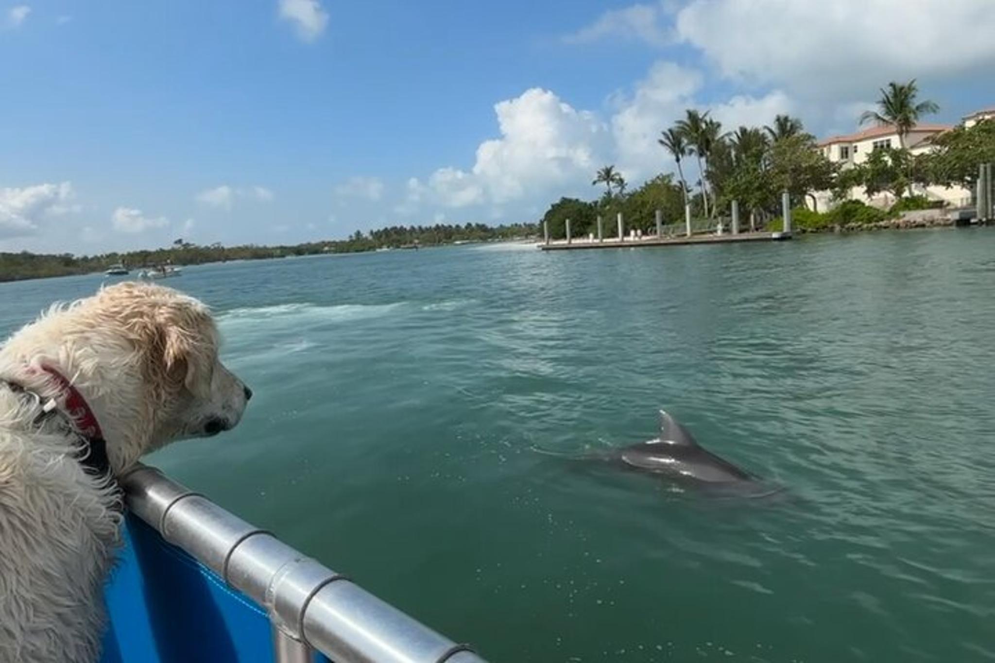 Naples Dog-Friendly Boat Tour to Keewaydin Island - Image 2