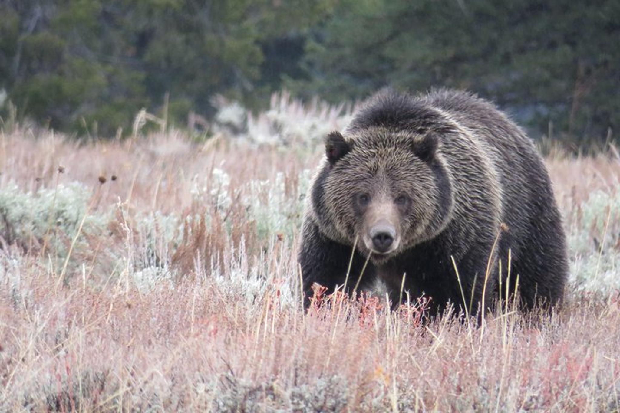 Jackson Hole Wildlife Safari - Image 2