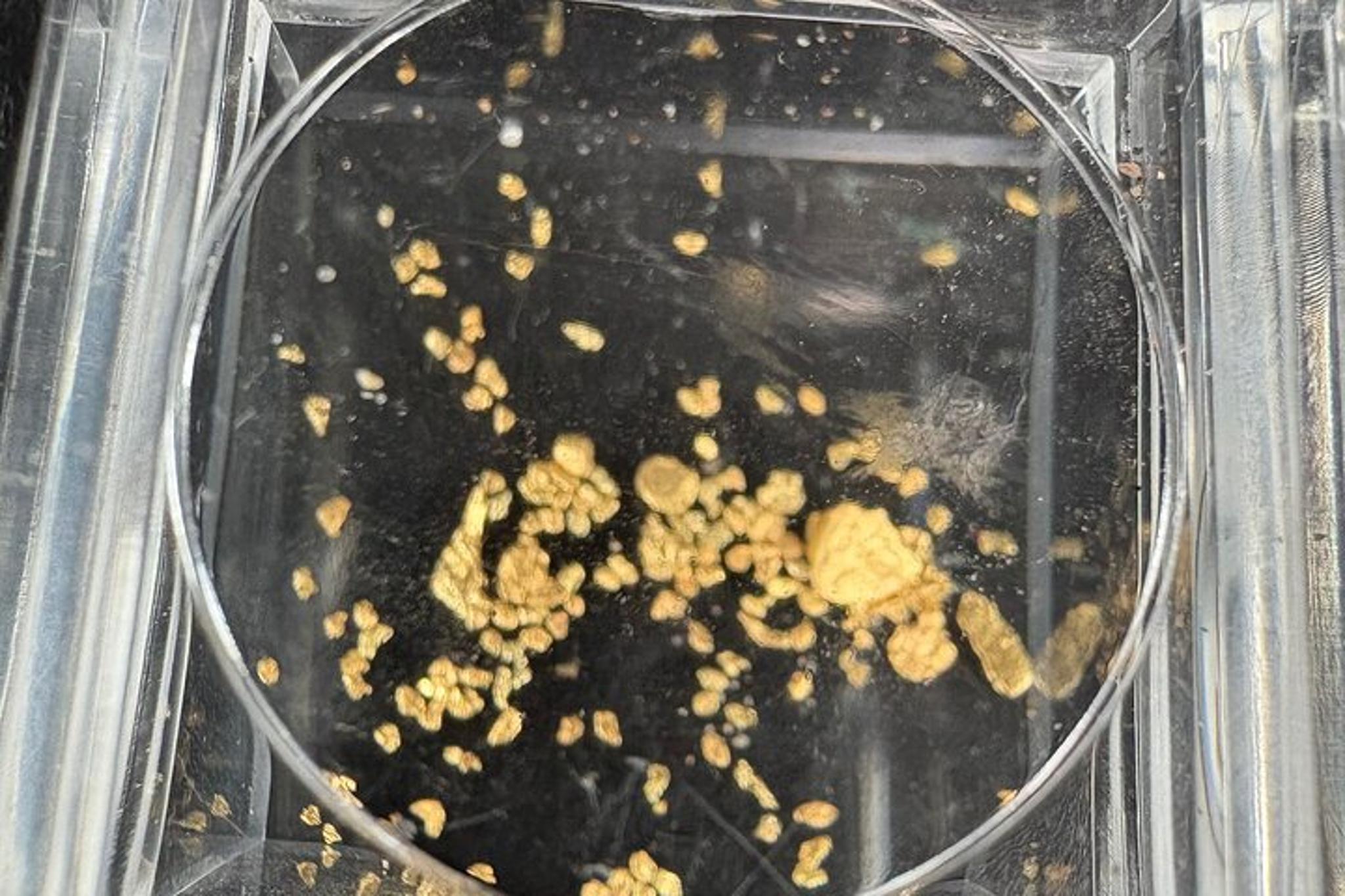 Juneau Gold Panning and City Tour - Image 3