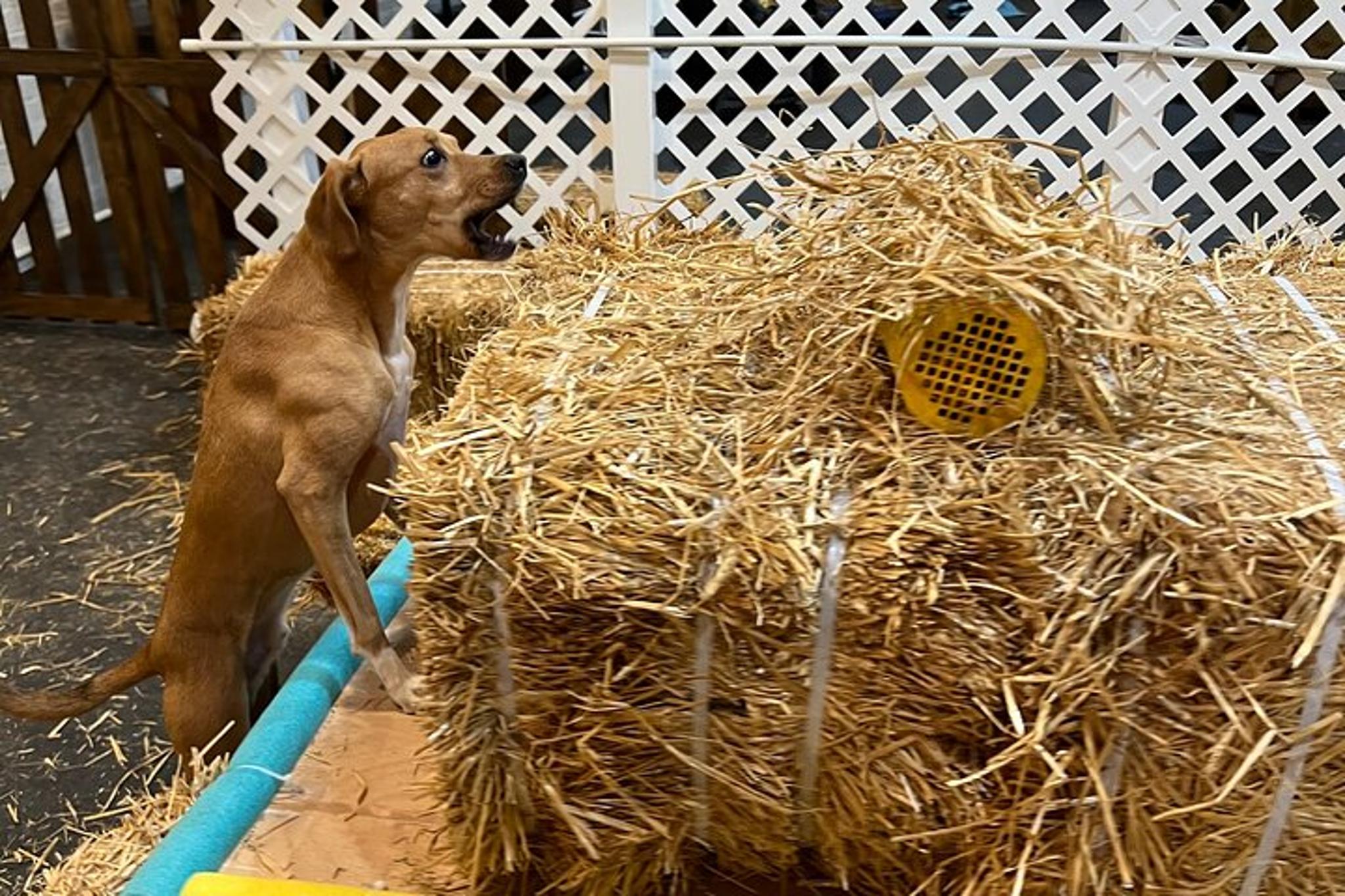 New York City Dog Hide & Seek in Barn 60 min - Image 3